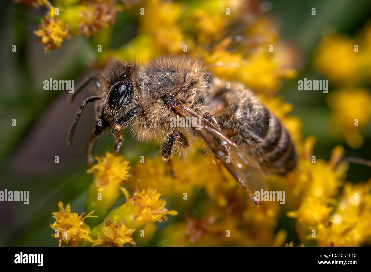 Nahaufnahme Einer Honigbiene auf Yellow Flowers Stockfoto