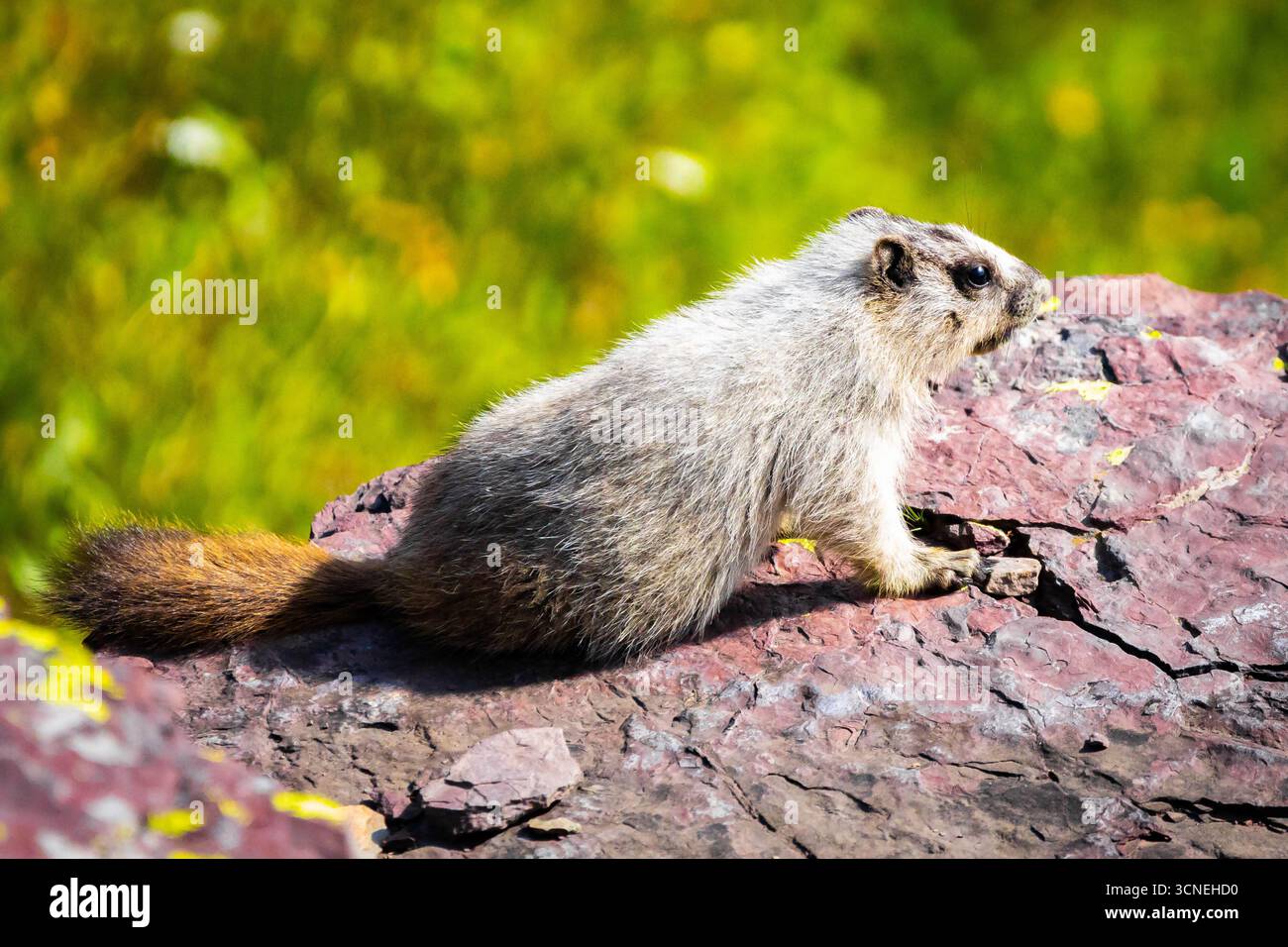 Ein Porträt fängt ein niedliches Murmeltier auf den Felsen des Glacier National Park ein und zeigt das Tier in seinem natürlichen, rauen Lebensraum Stockfoto