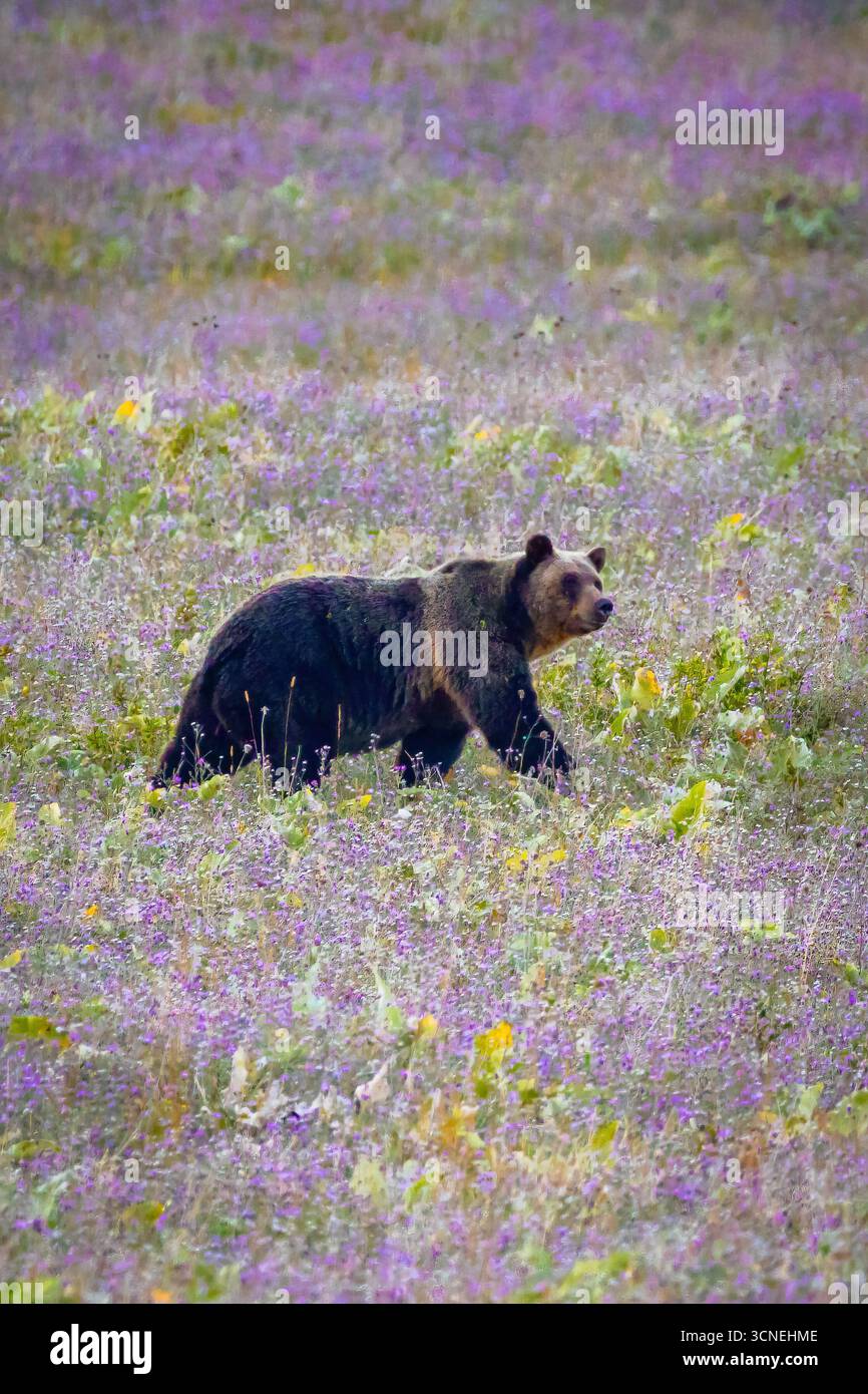 Ein wilder Grizzlybär wird bei einem Spaziergang durch ein Feld im Glacier National Park gefangen und zeigt seine kraftvolle Präsenz in seinem natürlichen Lebensraum Stockfoto