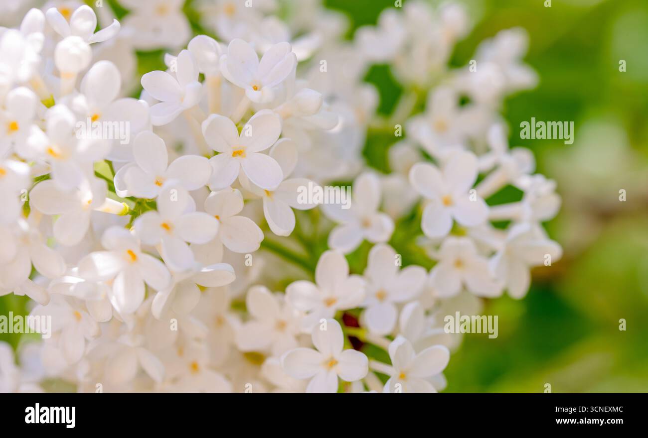 Eine Nahaufnahme eines Strauchs weißer Blumen mit gelben Zentralen. Die Blüten blühen in voller Blüte und sind von grünen Blättern umgeben. Frischebegriff und Stockfoto