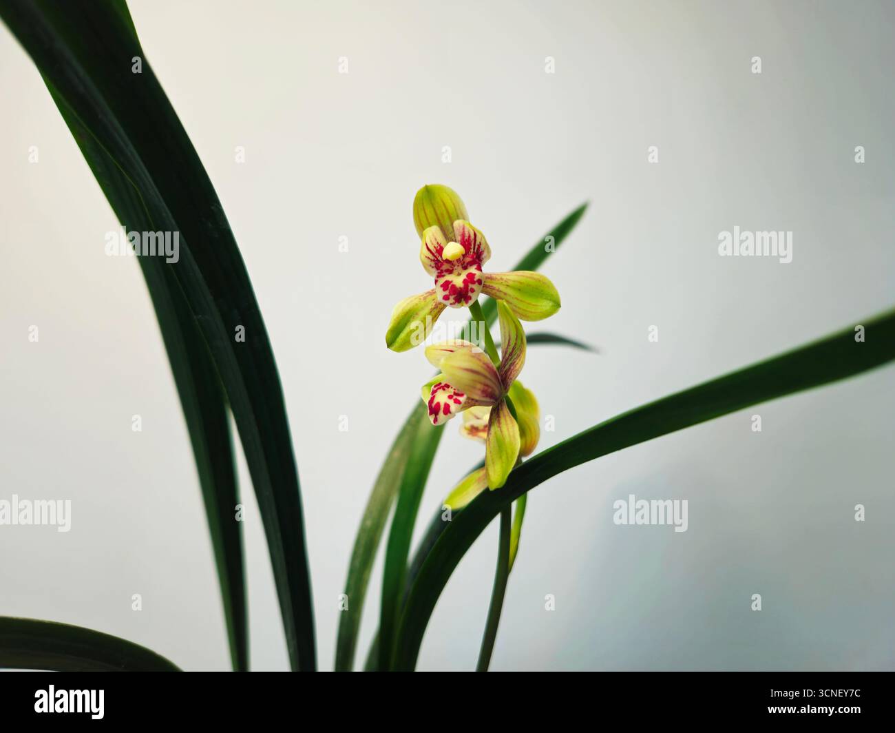 Cymbidium Orchid mit rot gepunkteten Labellum auf sauberem Minimalhintergrund Stockfoto