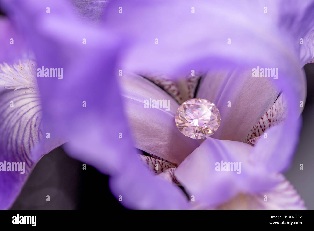 Eine Nahaufnahme einer violetten Blume mit einem Diamanten in der Mitte. Die Blume ist der Hauptfokus des Bildes, und der Diamant verleiht ihm einen Hauch von Eleganz und so Stockfoto