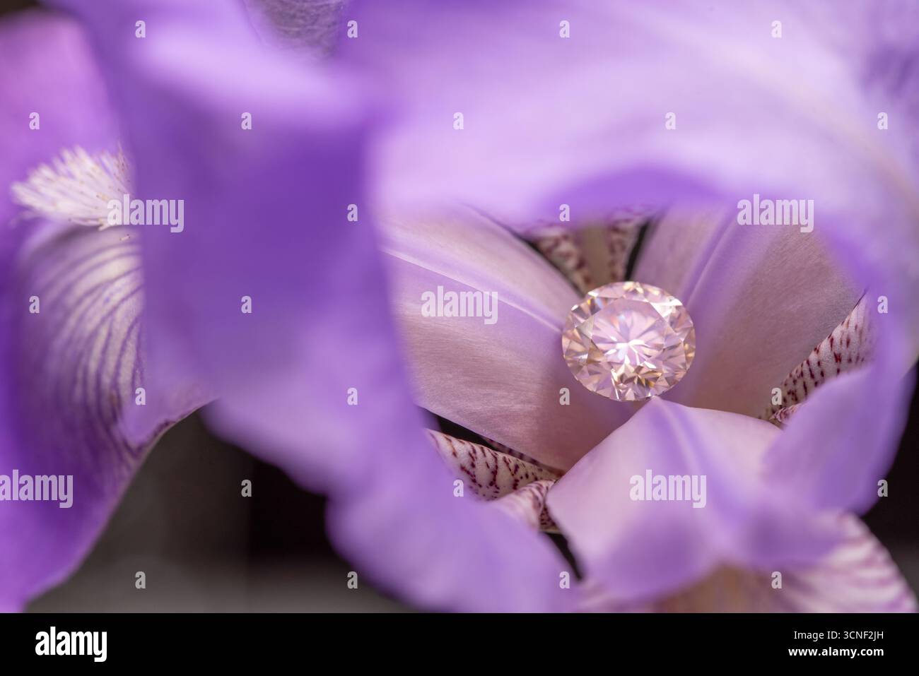 Eine Nahaufnahme einer violetten Blume mit einem Diamanten in der Mitte. Die Blume ist der Hauptfokus des Bildes, und der Diamant verleiht einen Hauch von Eleganz und Lu Stockfoto