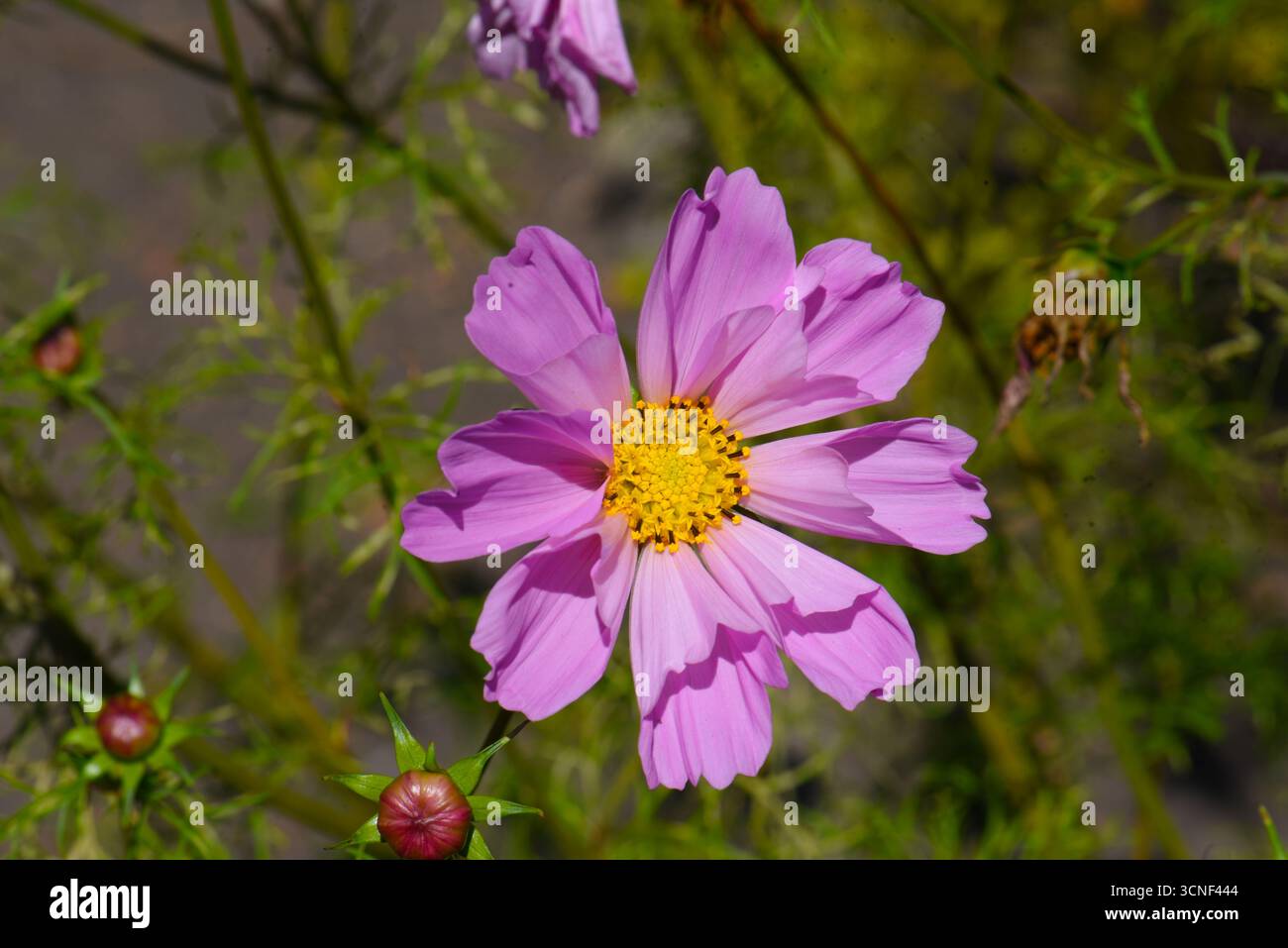 Rosa Kosmos blüht im Garten Nahaufnahme Stockfoto