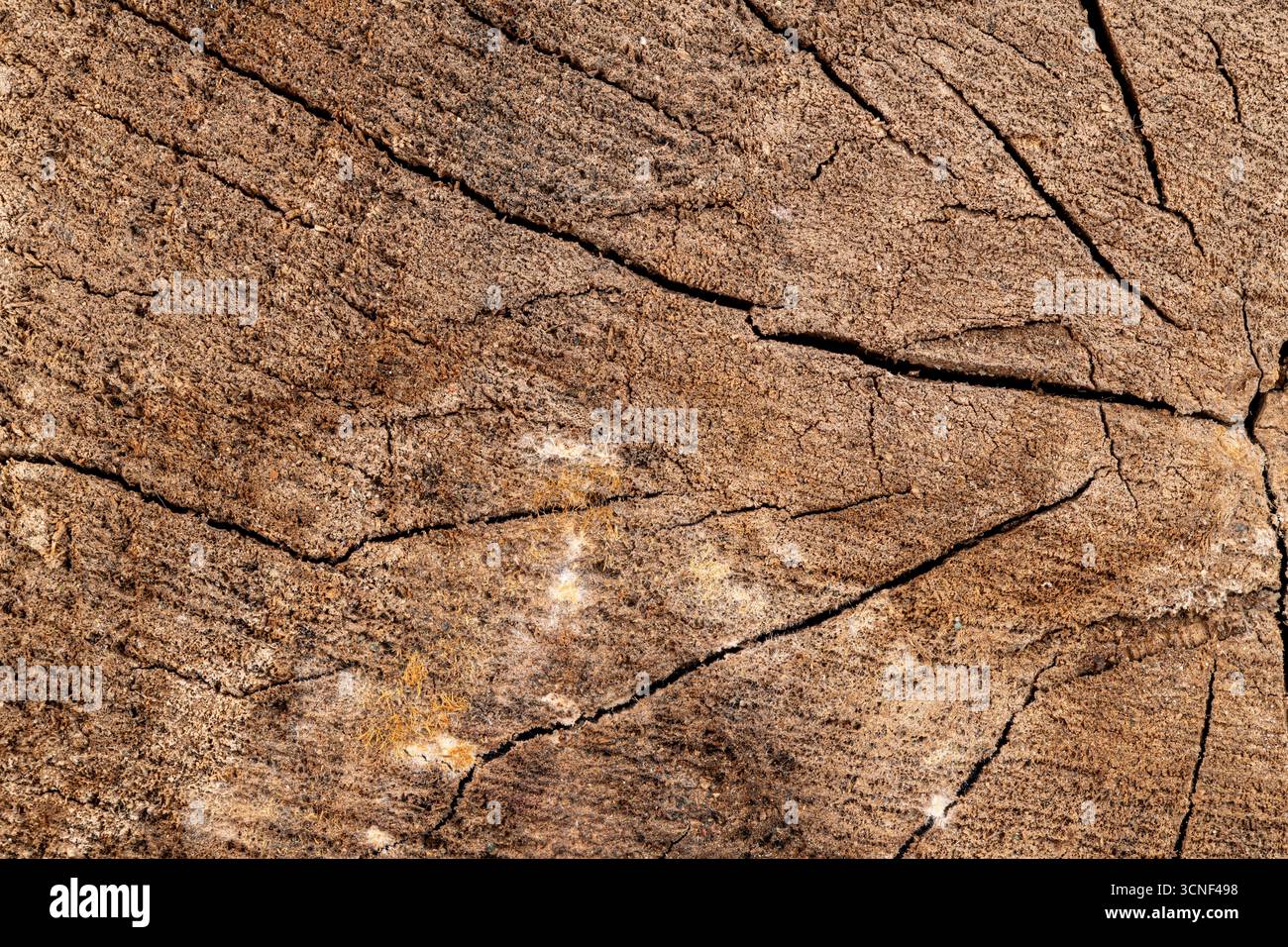 Das Bild zeigt ein Stück Holz mit einer rauen Textur und vielen Rissen. Das Holz scheint alt und verwittert zu sein, mit einem Sinn für Geschichte und Charakter Stockfoto