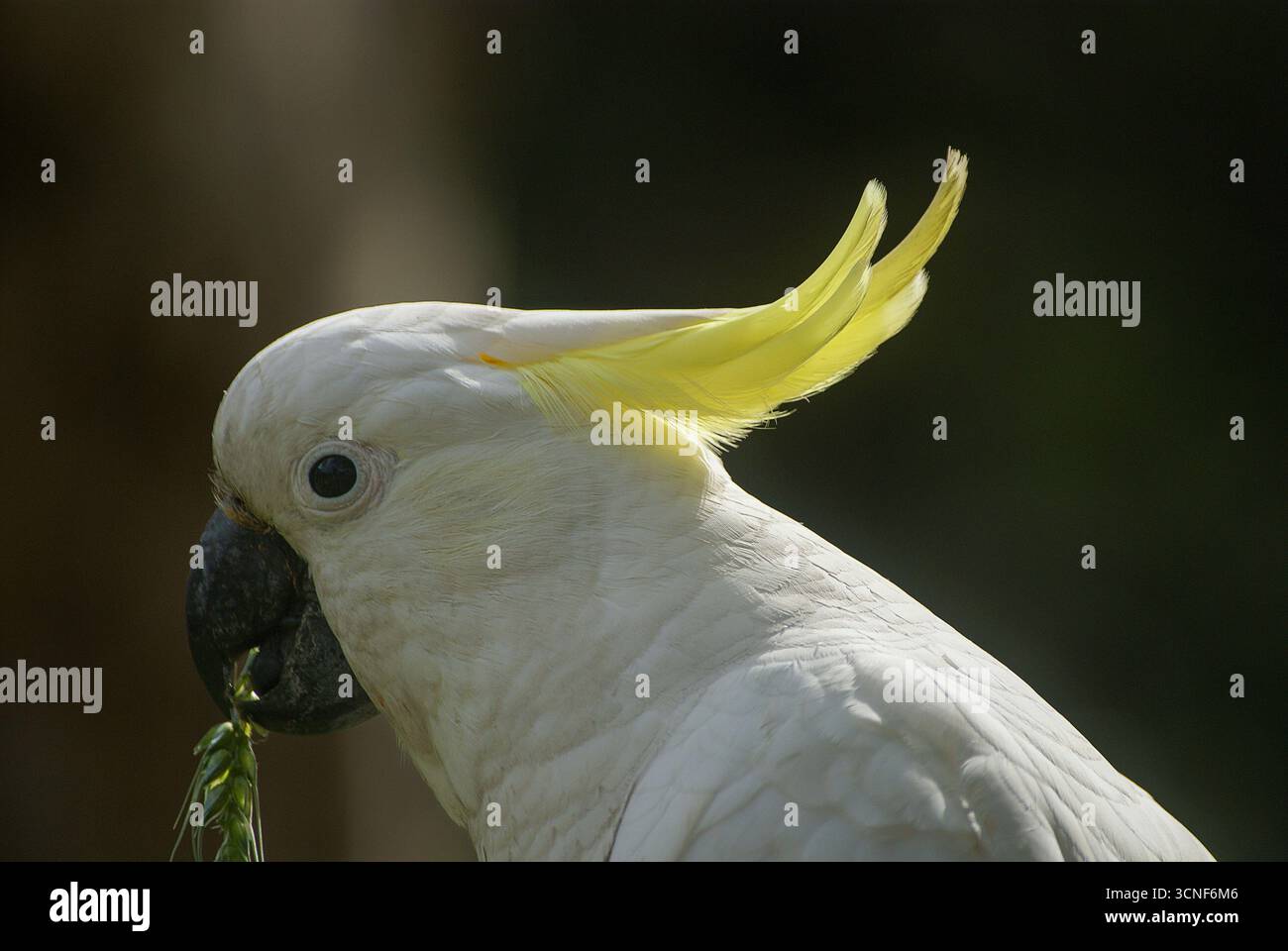 Kopf des schwefelgeschäumten Cockatoo (Cacatua galerita) isst ein Ohr aus Getreide, Australien Stockfoto