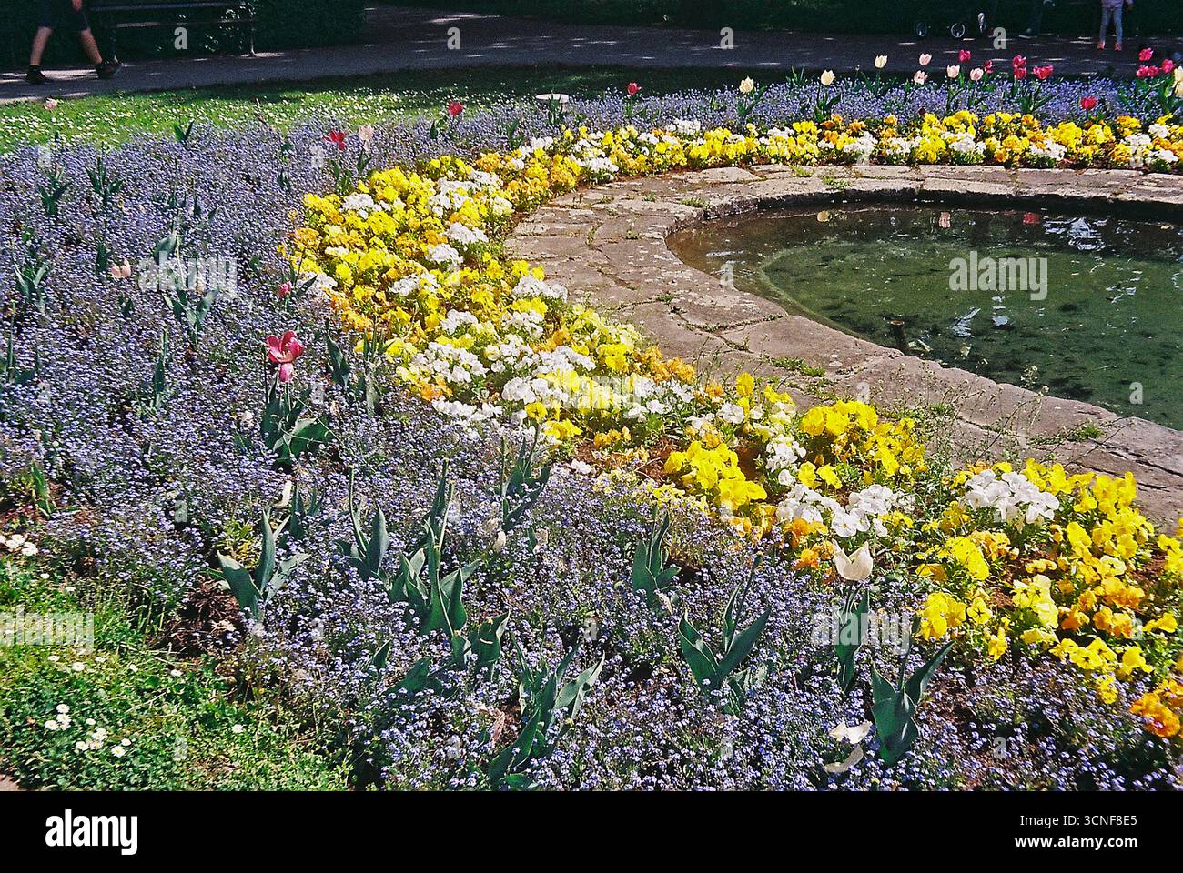 Sonniges analoges Foto von Blumen und Büschen im Dunavski Park, Novi Sad. Aufgenommen mit Lomo LC-A, voller Farbverschiebungen, Körnung und heller Nostalgie. Stockfoto Sonniges analoges Foto von Blumen und Büschen im Dunavski Park, Novi Sad. Aufgenommen mit Lomo LC-A, voller Farbverschiebungen, Körnung und heller Nostalgie. Stockfoto