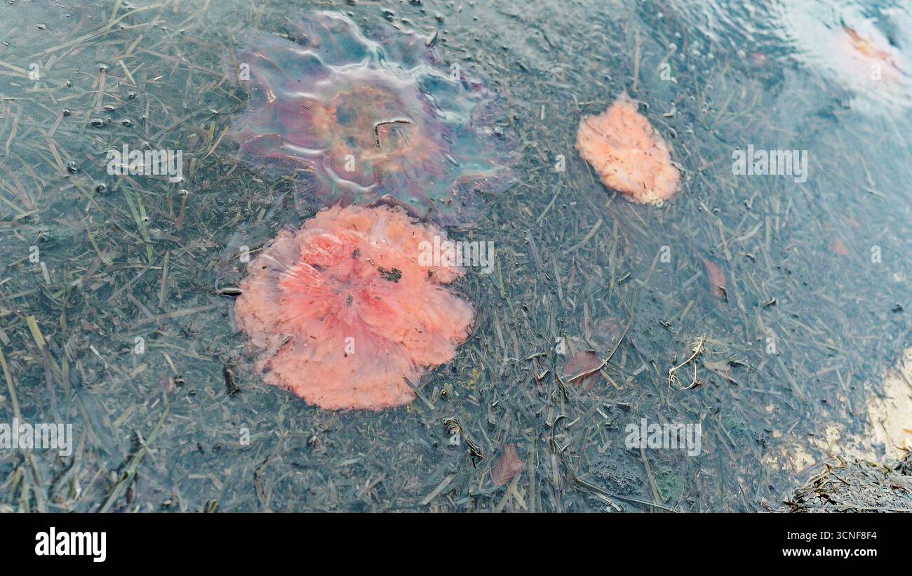 Anmutige Quallen schweben am Ufer zwischen Algenbändern, während ihre Körper in sanften pfirsichrosa Tönen leuchten und einer von ihnen violette Blautöne zeigt Stockfoto