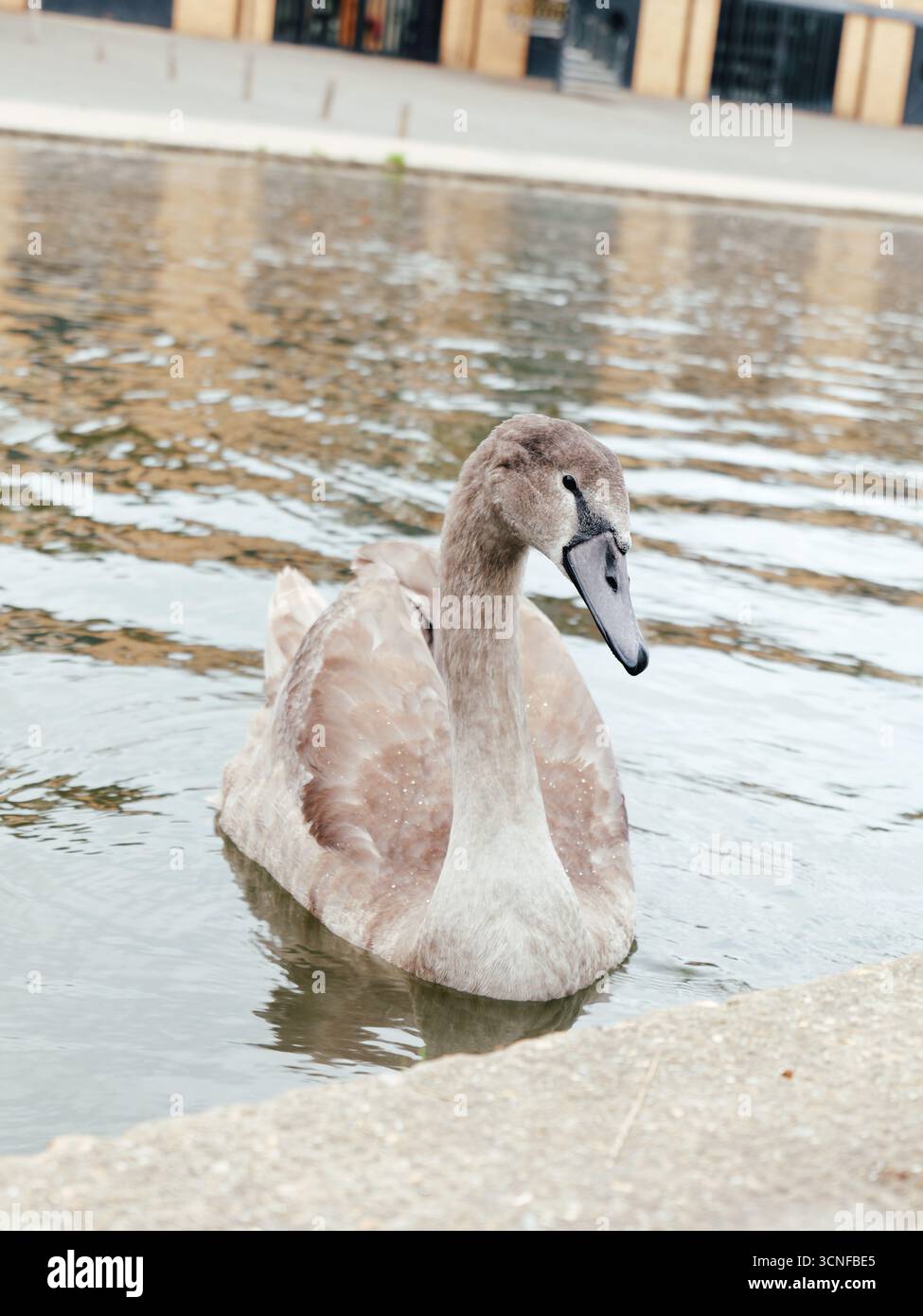 Eleganter weißer Schwan gleitet anmutig über ruhiges blaues Wasser in einer friedvollen natürlichen Umgebung. Stockfoto