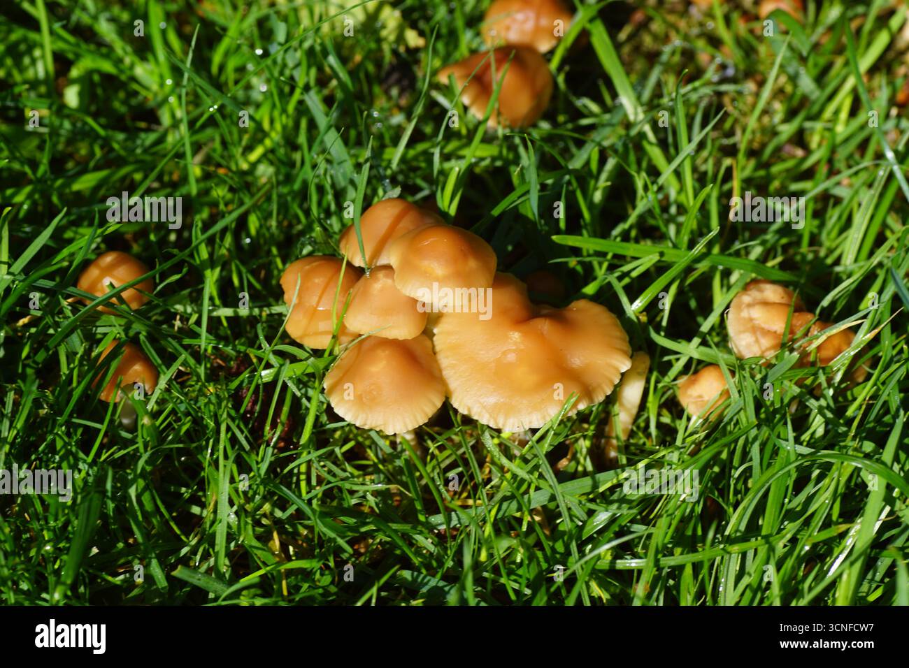 Marasmius oreades, der Feenring Pilz, Feenring Champignon oder Scotch Motorhaube im Gras des Rasens. Familie Marasmiaceae. September, Holland Stockfoto