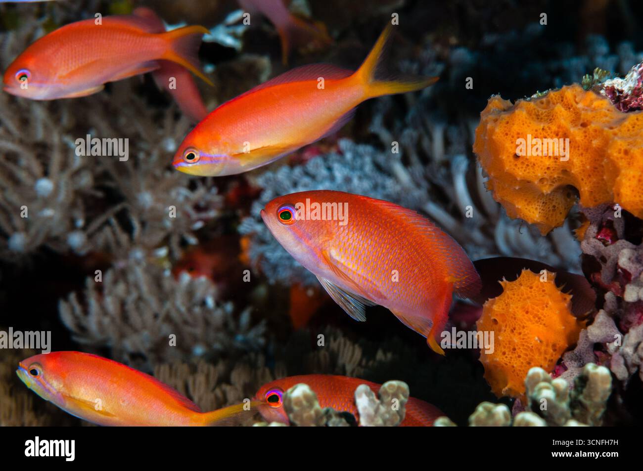 Scalefin Anthias, Pseudanthias squamipinnis, weiblich, Lembongan, Bali, Indonesien Stockfoto