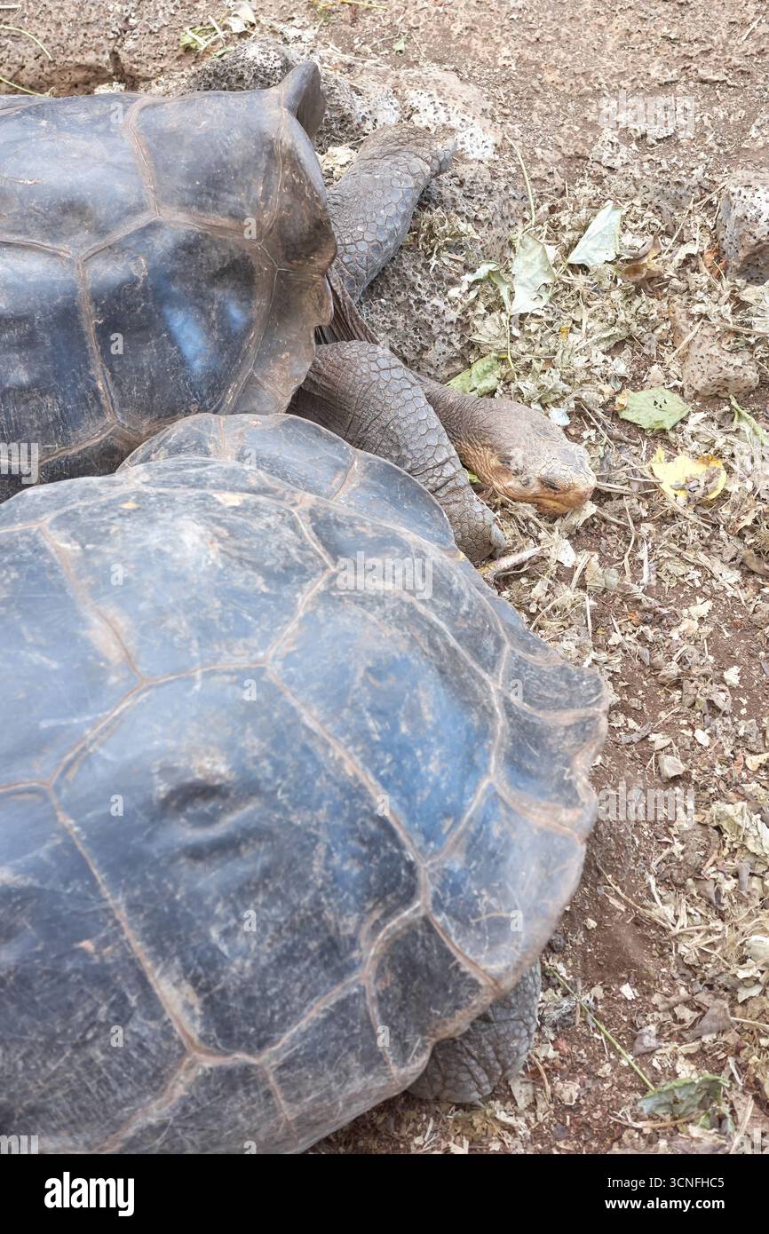 Galapagos Riesenschildkröte, selektiver Fokus, Galapagos-Inseln, Ecuador. Stockfoto
