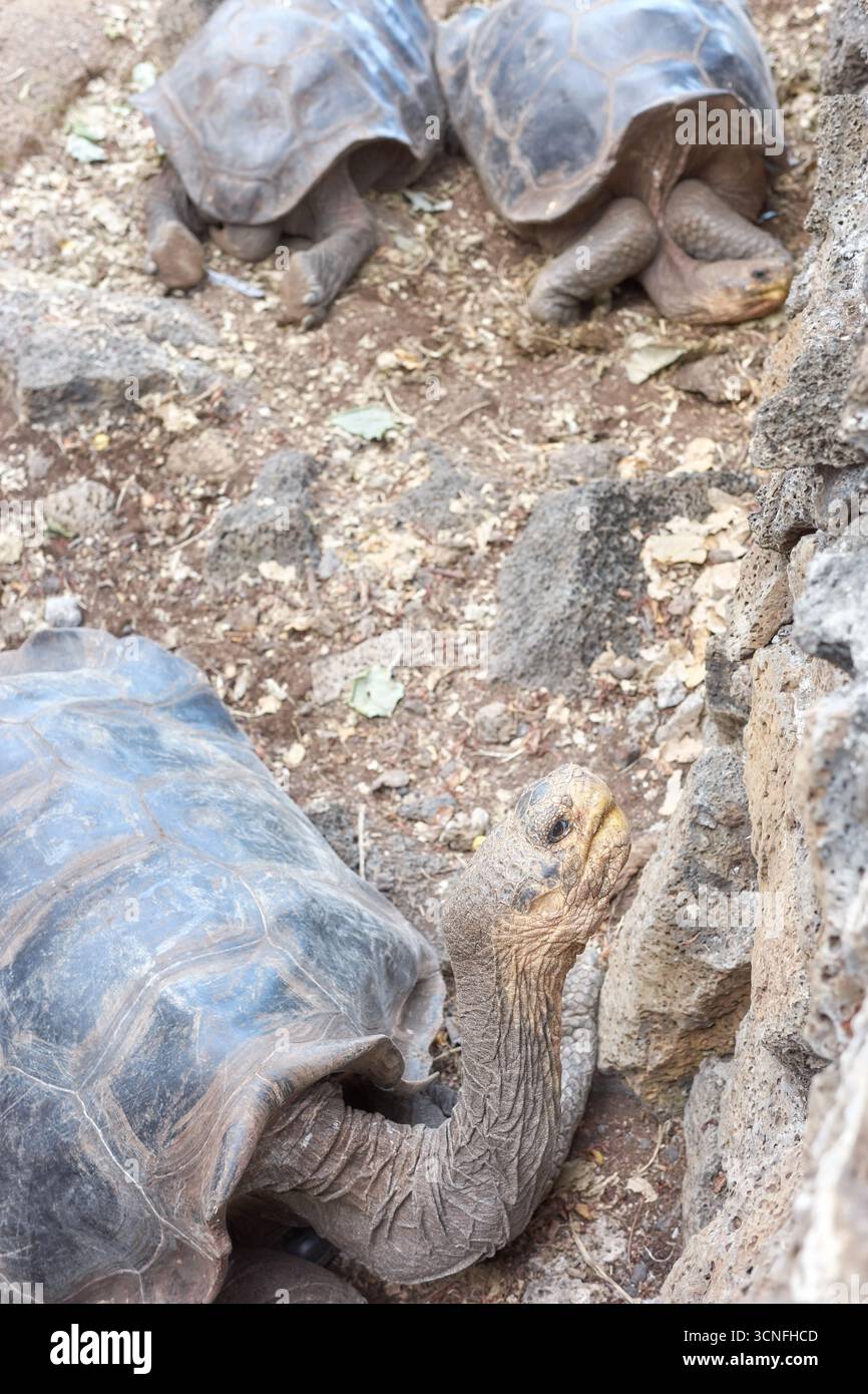 Galapagos Riesenschildkröte, selektiver Fokus, Galapagos-Inseln, Ecuador. Stockfoto