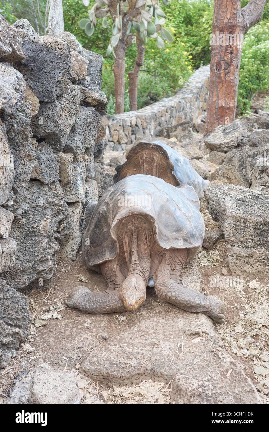 Galapagos Riesenschildkröte, selektiver Fokus, Galapagos-Inseln, Ecuador. Stockfoto