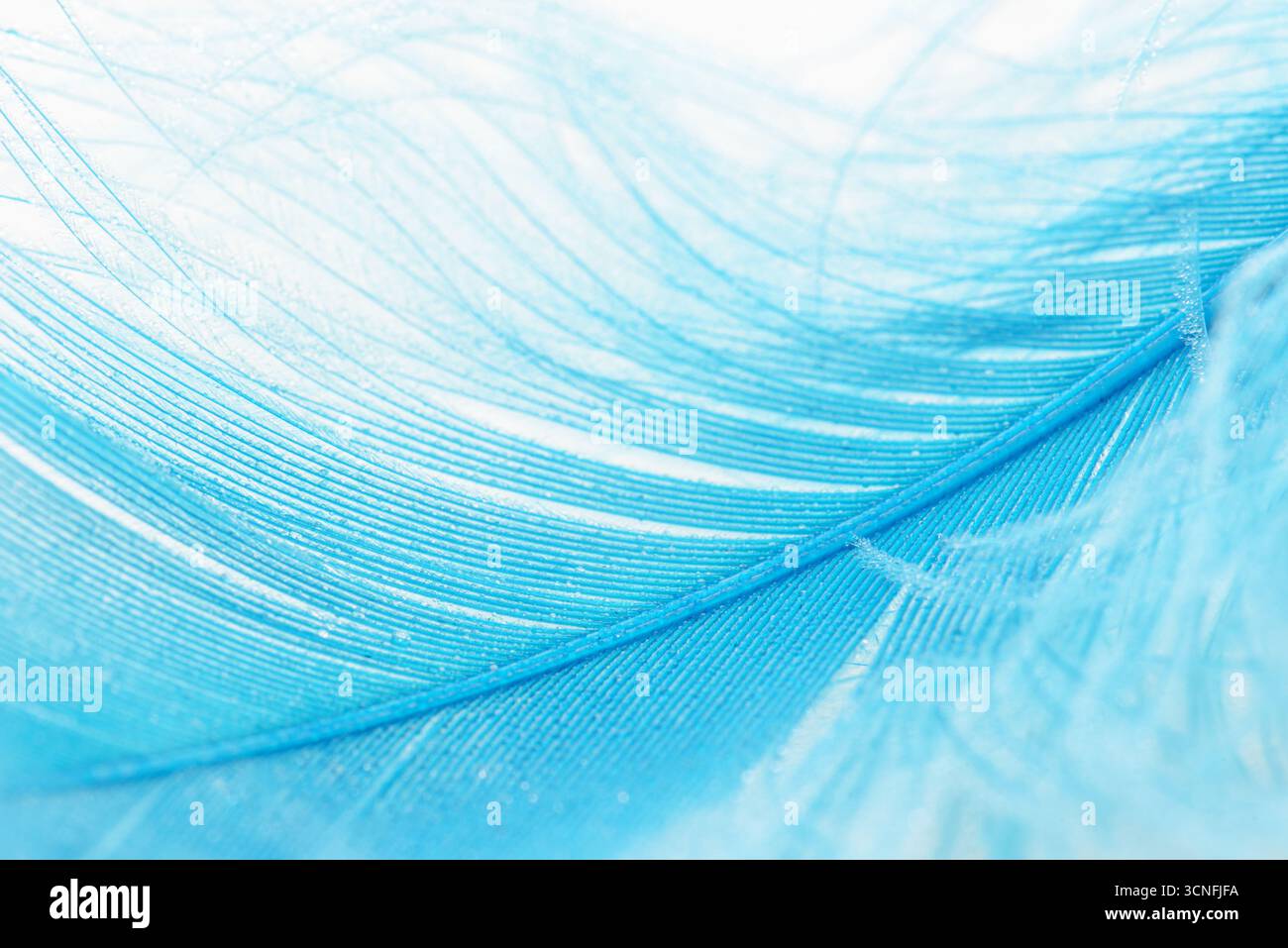 Nahaufnahme einer blauen Feder auf weißem Hintergrund Stockfoto