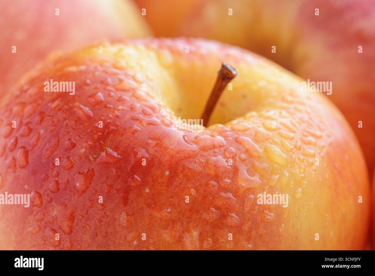 Nahaufnahme eines frischen Reifen Apfels mit Wassertropfen Stockfoto