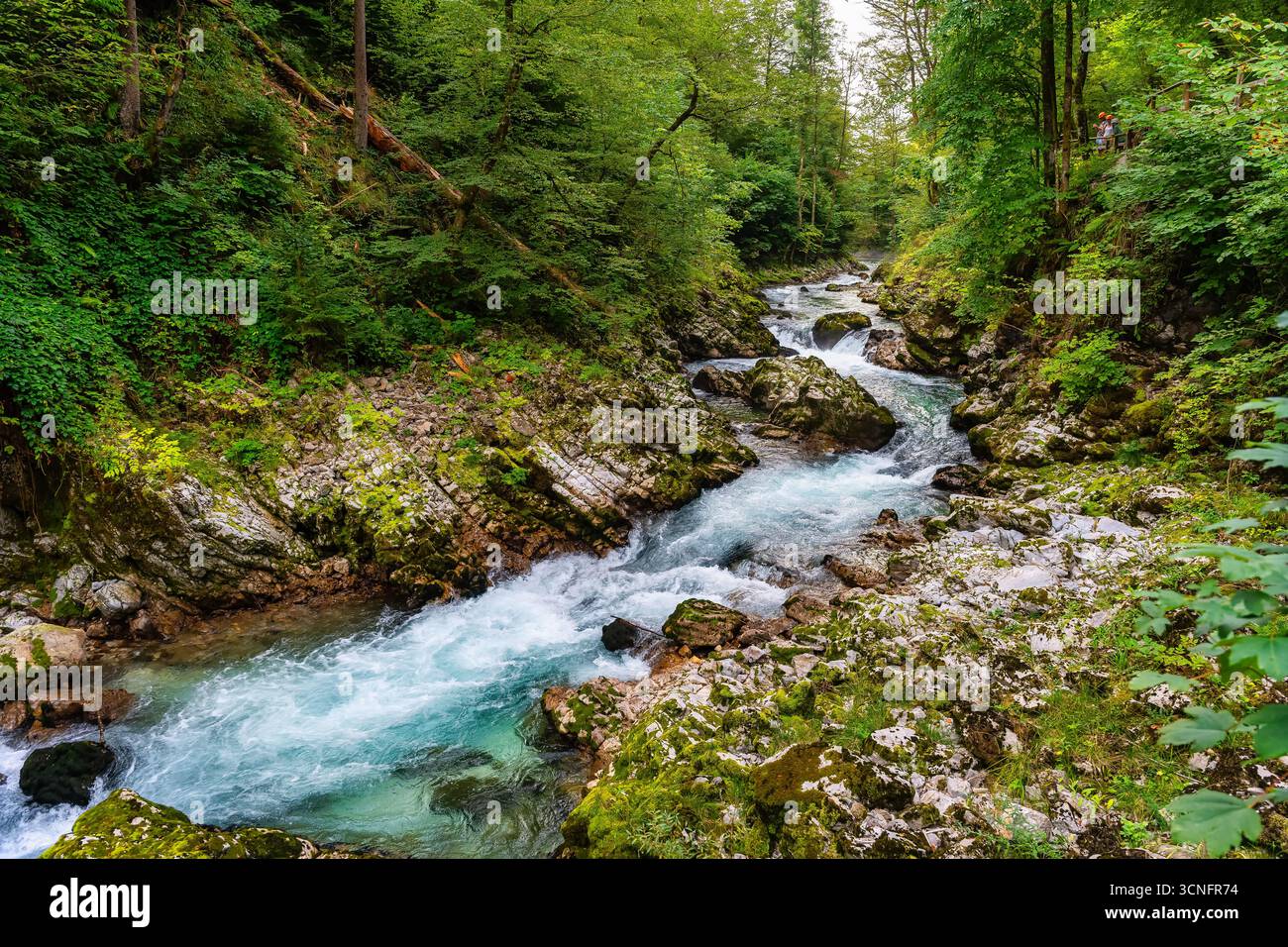 Reines Wasser fließt durch die Vintgar-Schlucht in Slowenien. Stockfoto