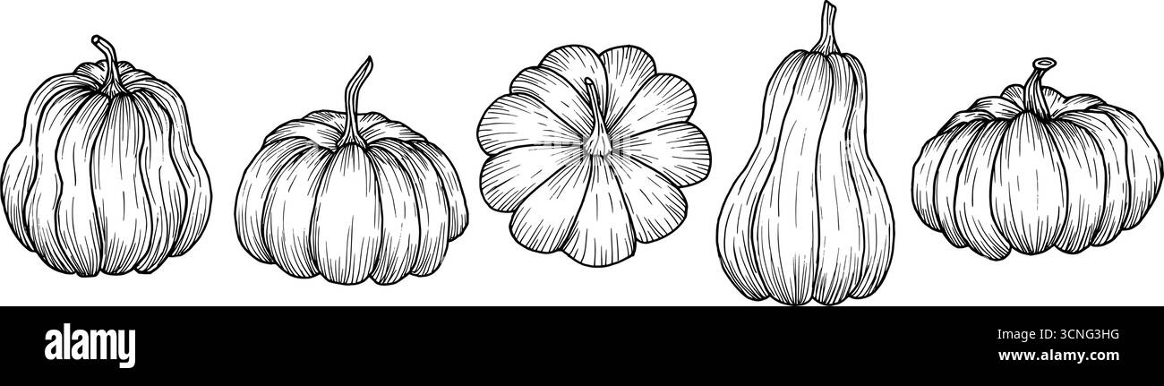 Kürbisset. Verschiedene Formen von Naturgemüse. Einfache schwarze Grafiken, handgezeichnet im Doodle-Stil. Vektorillustration der Herbstbeeren. Gliederung Stock Vektor