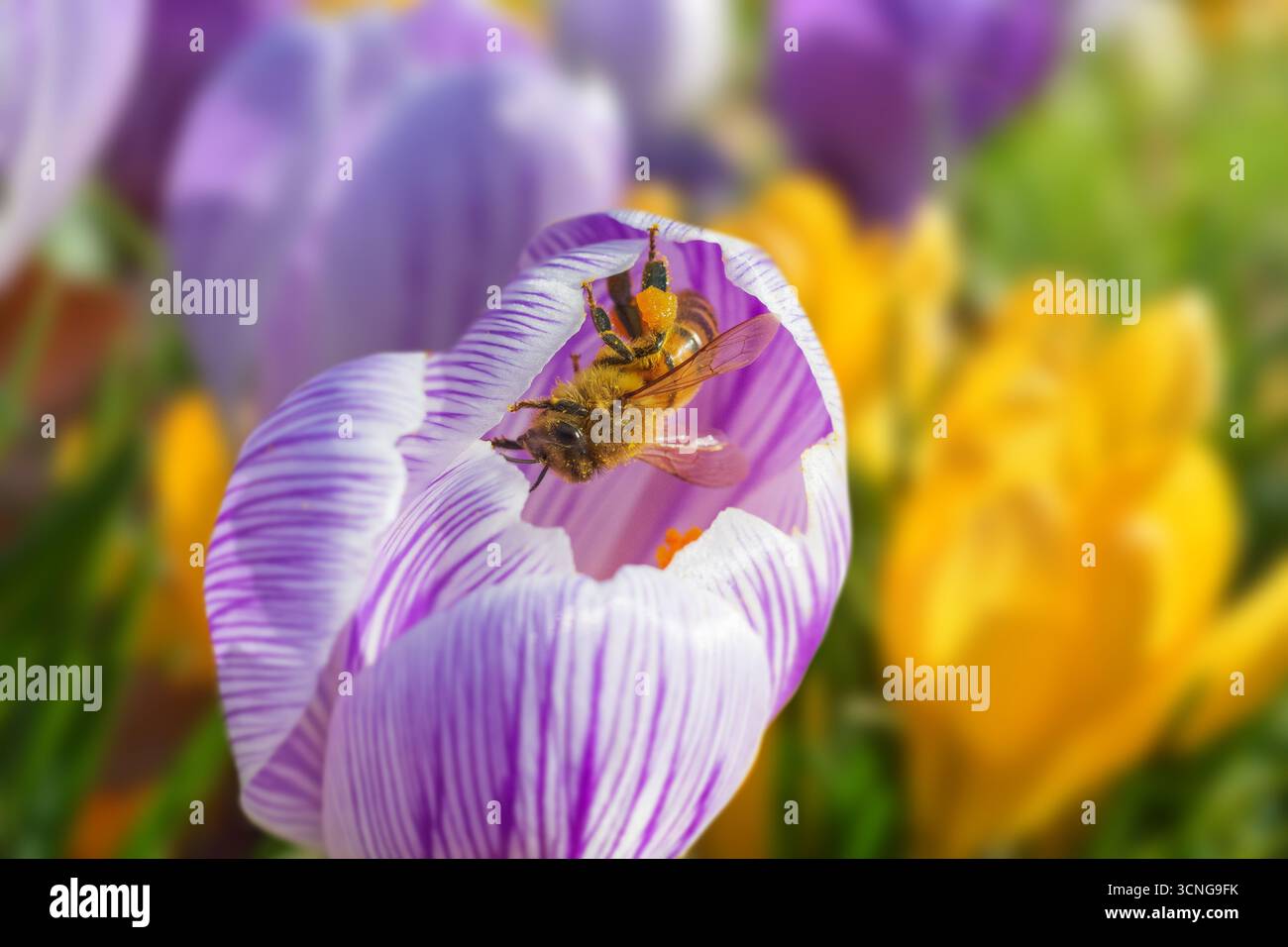 Honigbiene in einer violetten und weißen Krokusblüte im März. Früh blühende Frühlingsblume. Bienenfreundlich. Frühlingsfutter für Bestäuber. Pflanzen im Herbst. Stockfoto