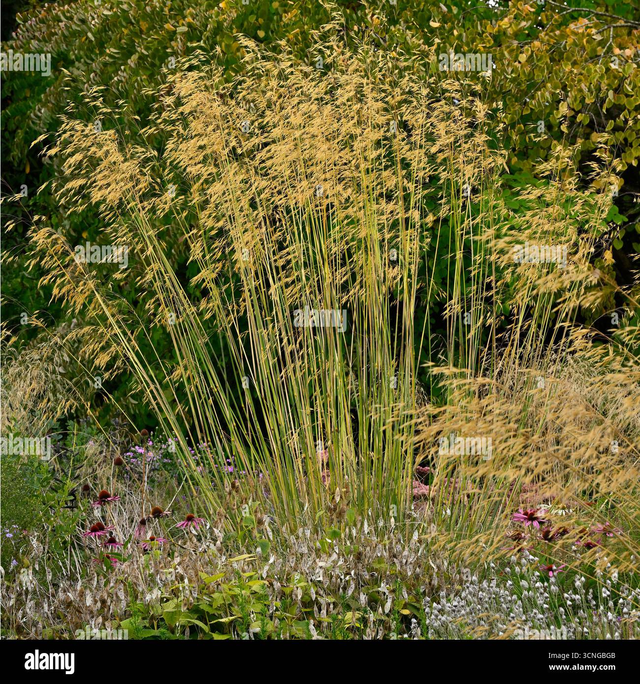 Spätsommer gemischte Grenze aus Stauden und dekorativem Gras, goldenem Hafer, Stipa gigantea und getuftetem Haarkraut Deschampsia cespitosa UK Garden September Stockfoto