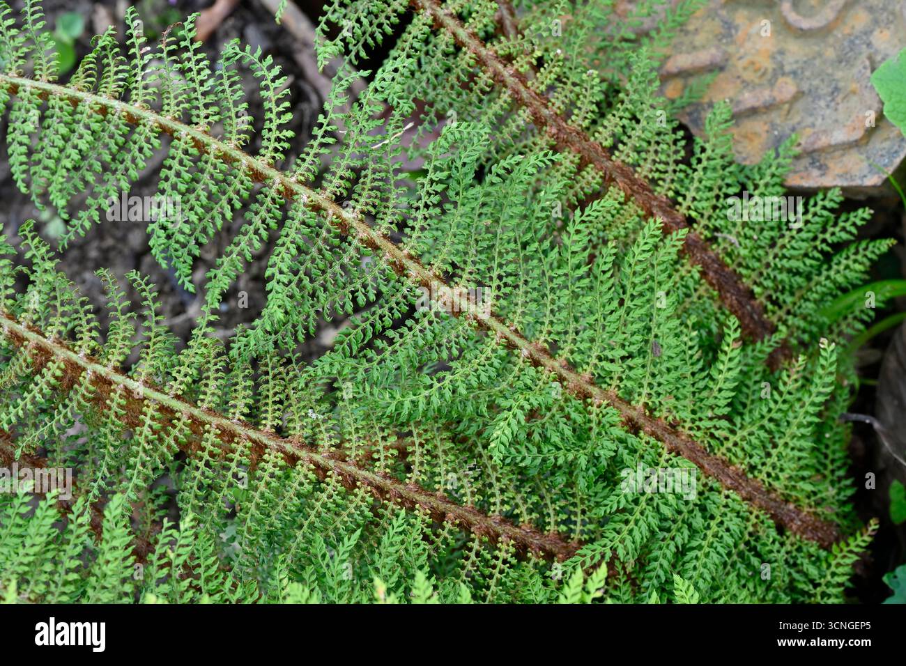 Zarte Fronds des weichen Schildfarns, Polystichum setiferum (Divisilobum Group), „Herrenhausen“, UK Garden September Stockfoto