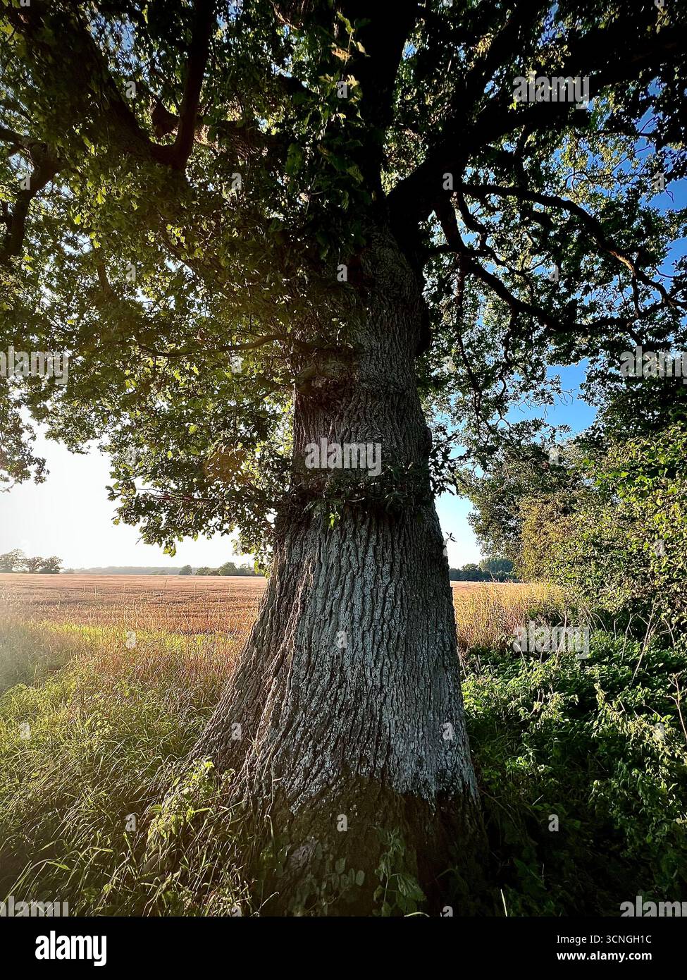 Eine einzigartige englische Eiche am Rande eines Feldes im ländlichen Norfolk - Smartphone-aufgenommenes Stockfoto