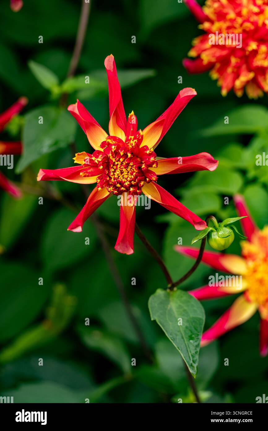 Natürliches Nahblühendes Pflanzenporträt der ungewöhnlichen Dahlia 'Octopus Sparkle' in Blüte. Legitim, Verführerisch, Erstaunlich, Atemberaubend, Fesselnd Stockfoto