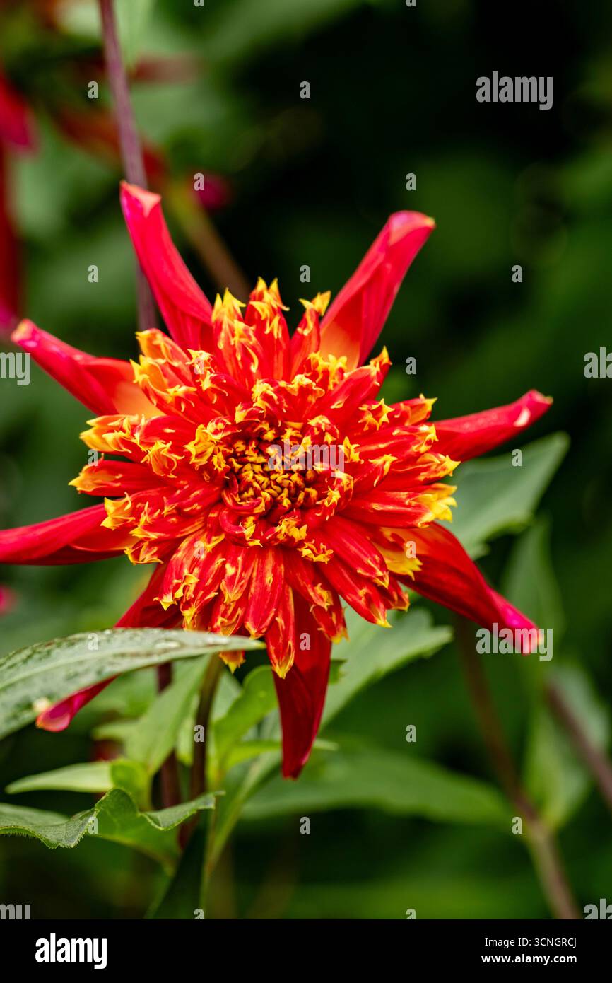 Natürliches Nahblühendes Pflanzenporträt der ungewöhnlichen Dahlia 'Octopus Sparkle' in Blüte. Legitim, Verführerisch, Erstaunlich, Atemberaubend, Fesselnd Stockfoto