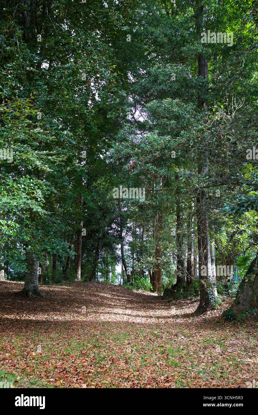 Madeira Island, Nordatlantik Stockfoto