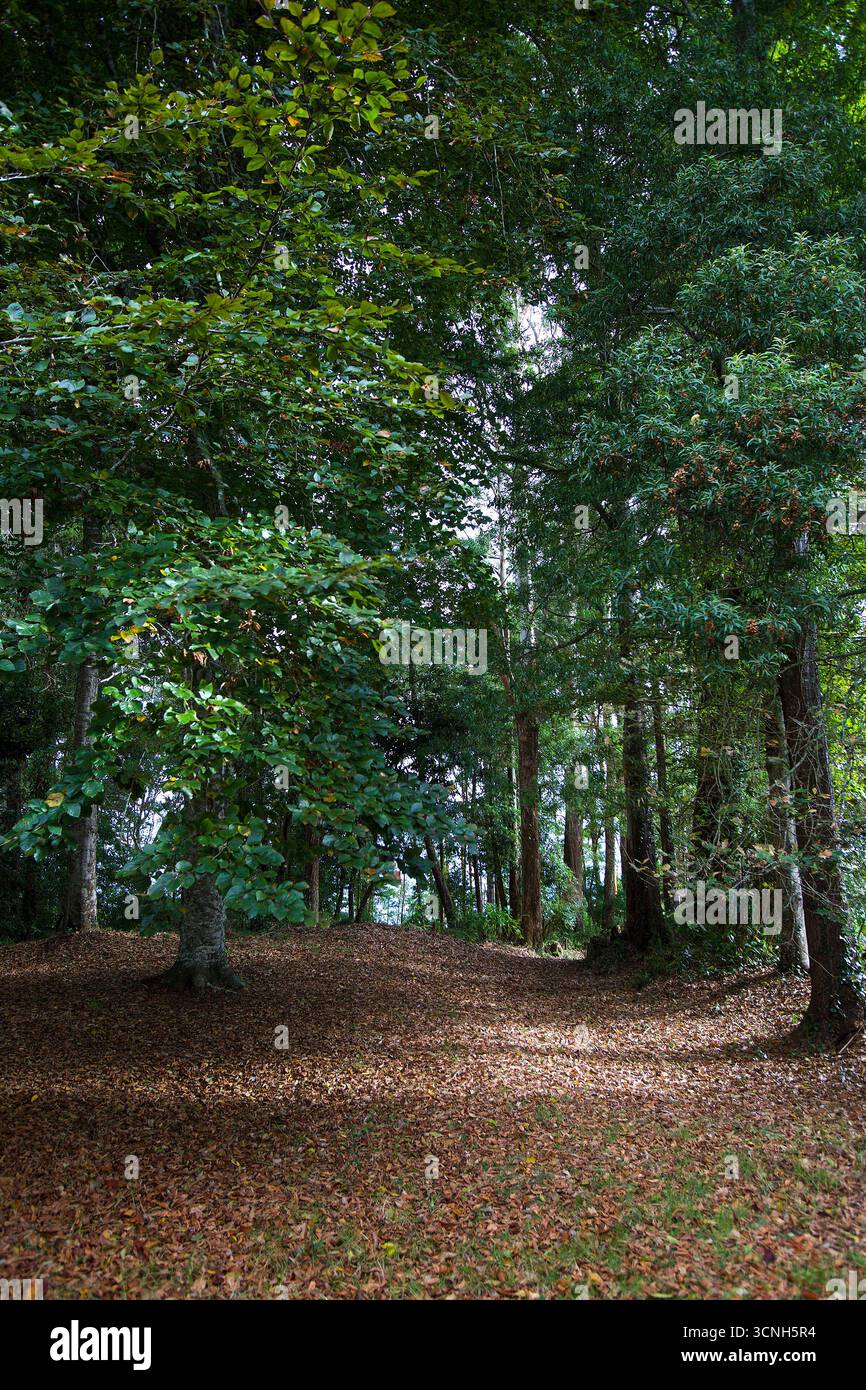 Madeira Island, Nordatlantik Stockfoto