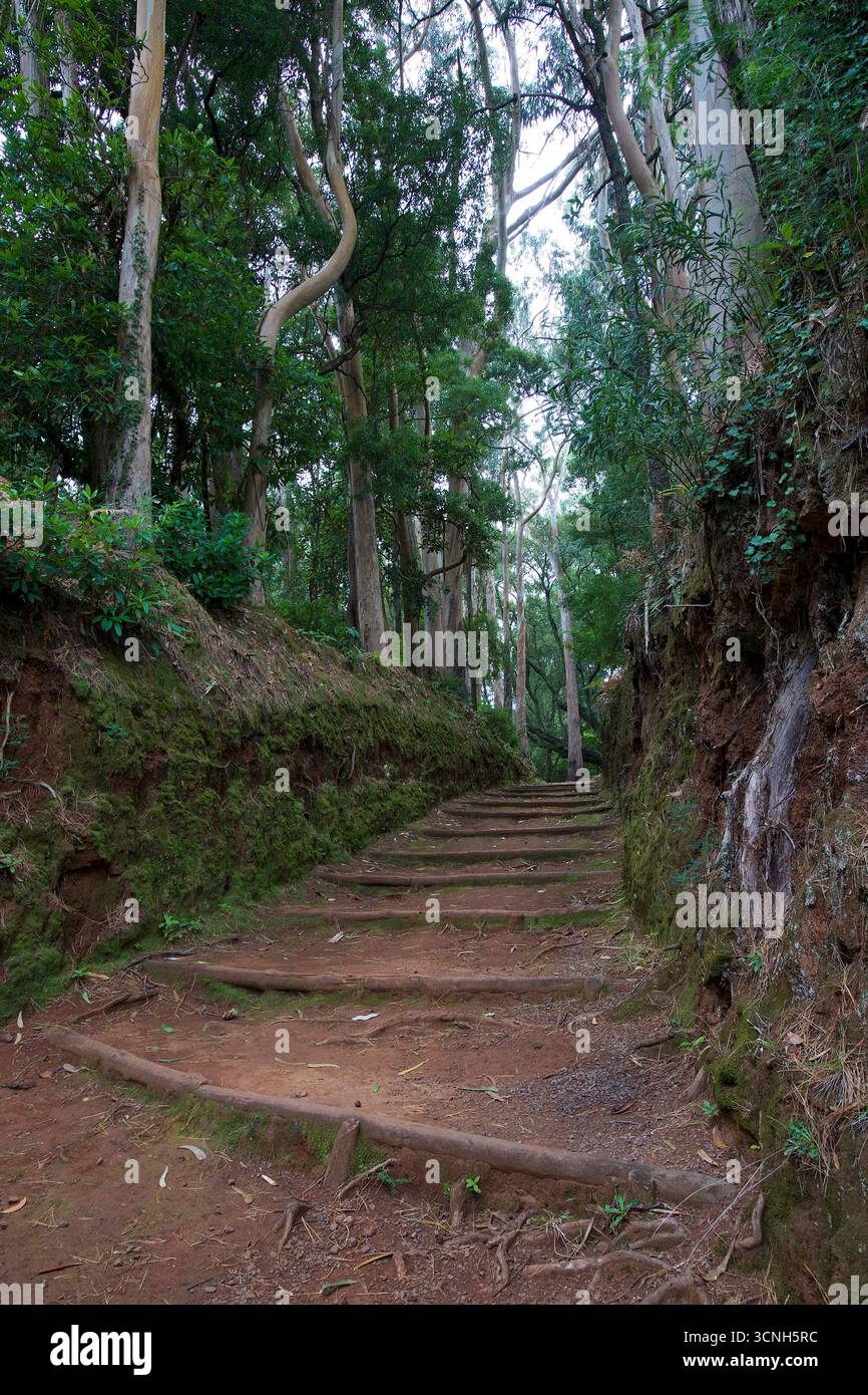 Madeira Island, Nordatlantik Stockfoto