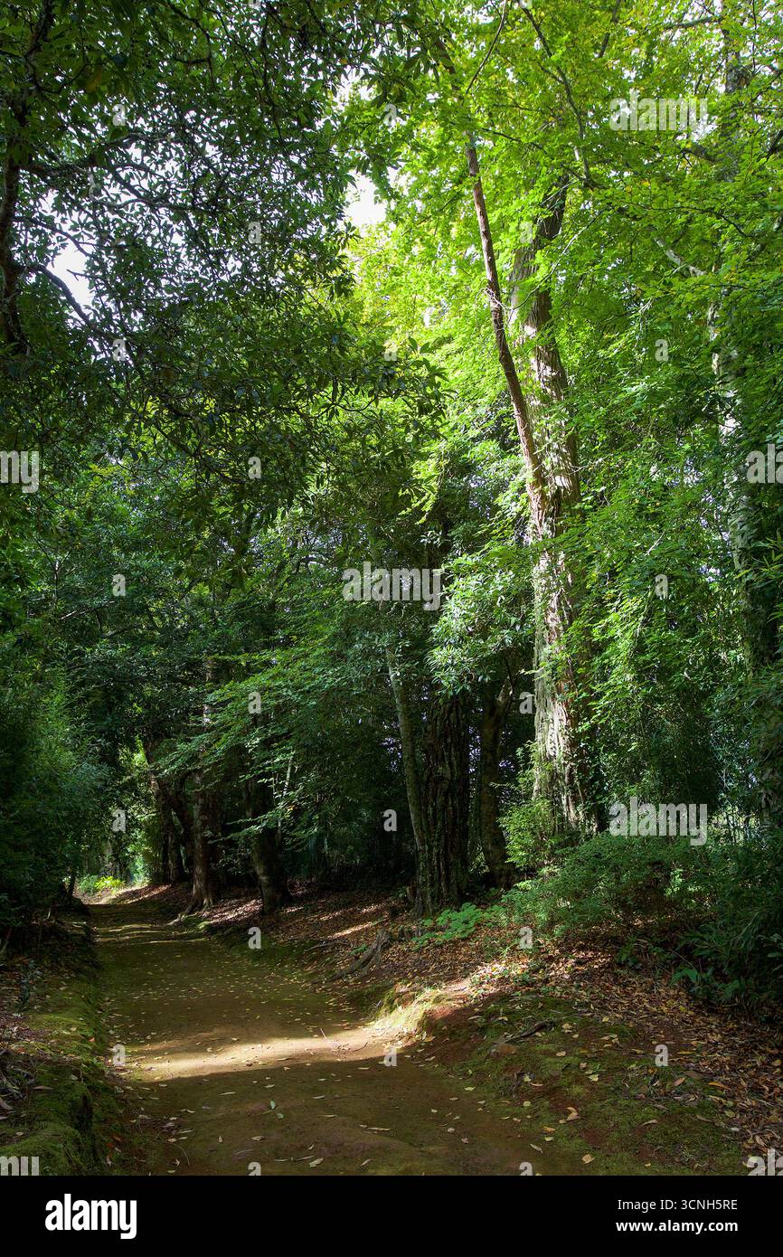 Madeira Island, Nordatlantik Stockfoto