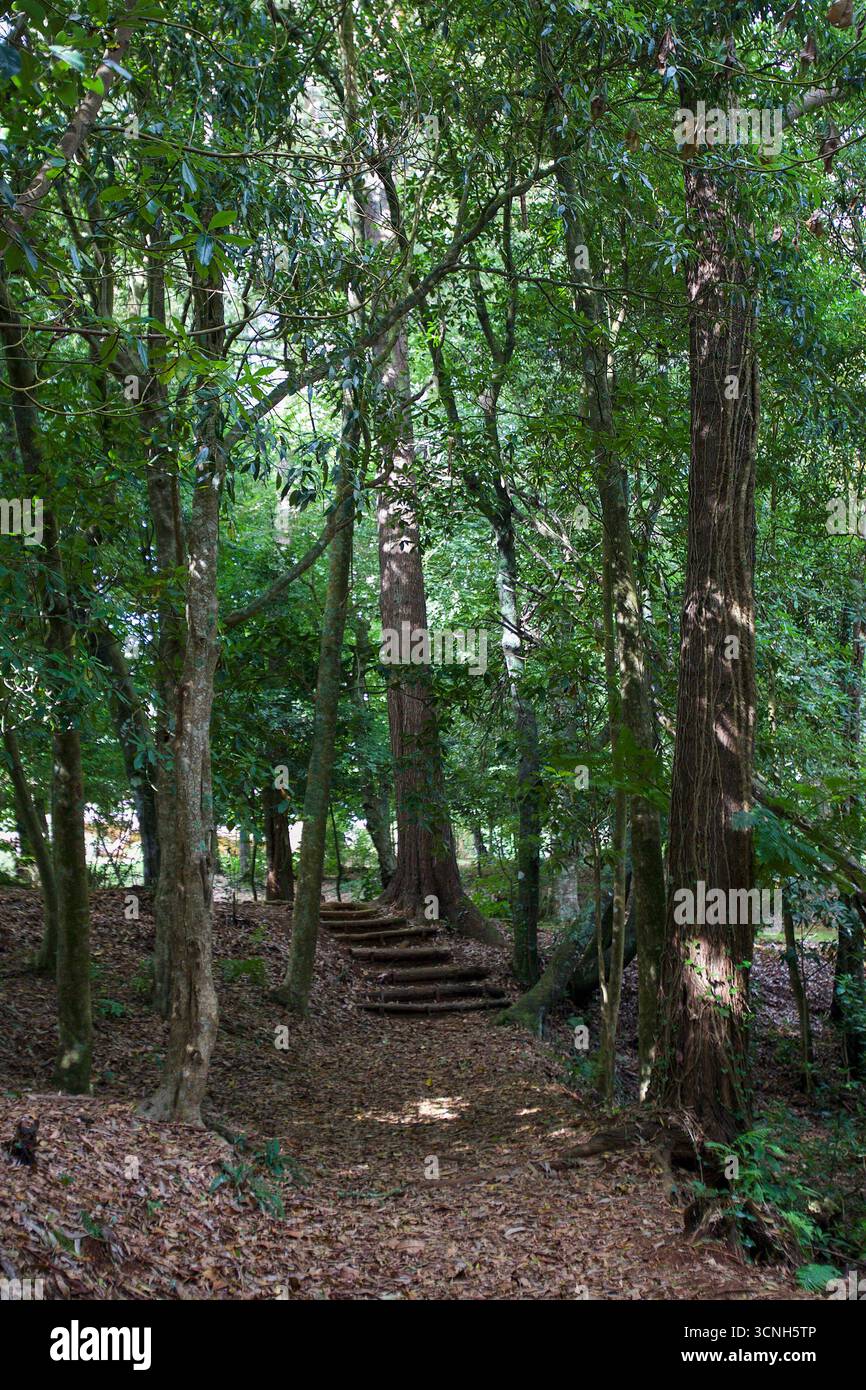Madeira Island, Nordatlantik Stockfoto