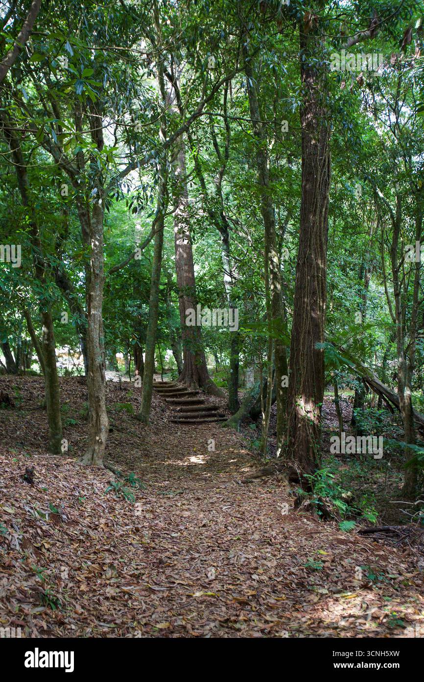 Madeira Island, Nordatlantik Stockfoto