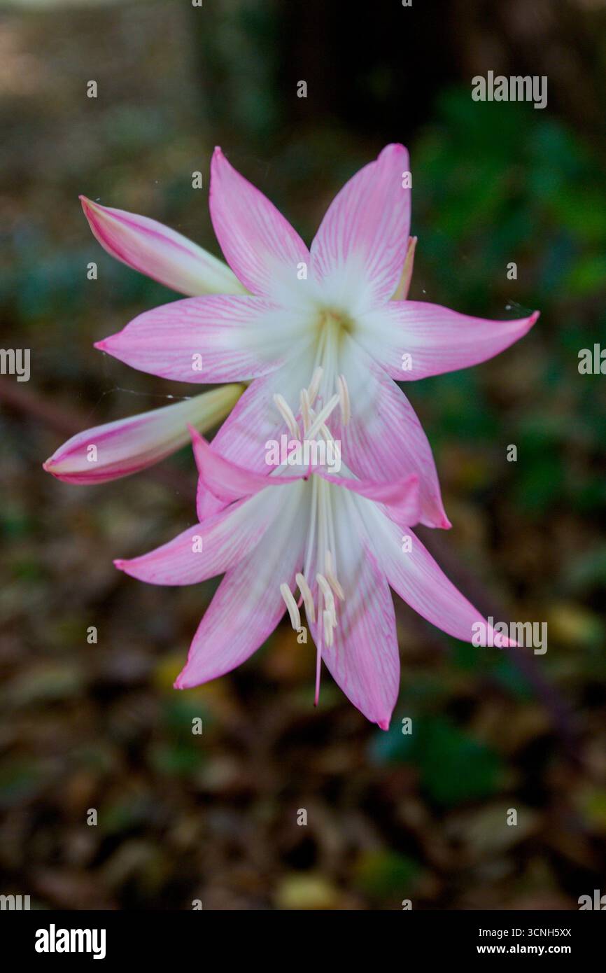 Madeira Island, Nordatlantik Stockfoto
