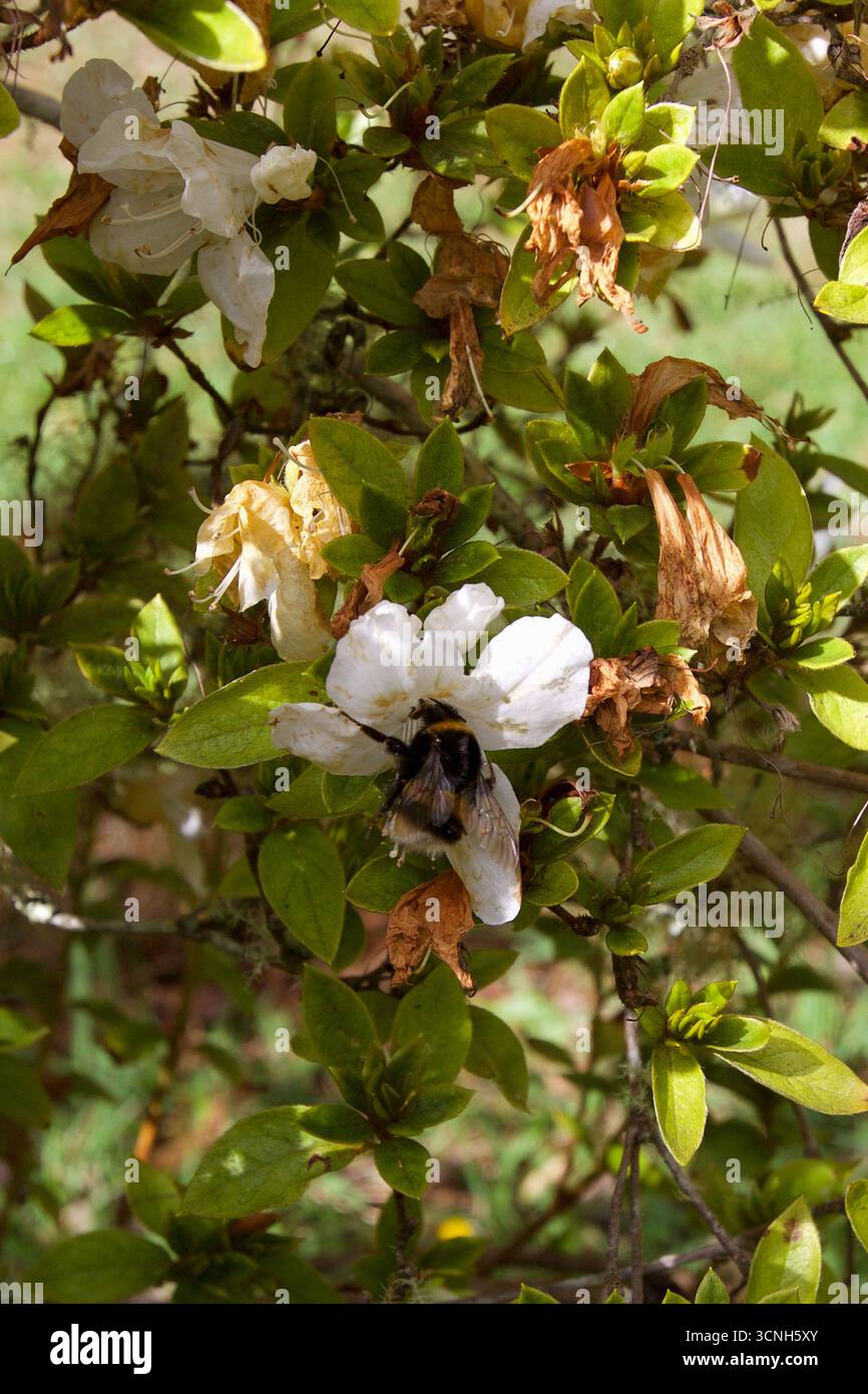 Madeira Island, Nordatlantik Stockfoto