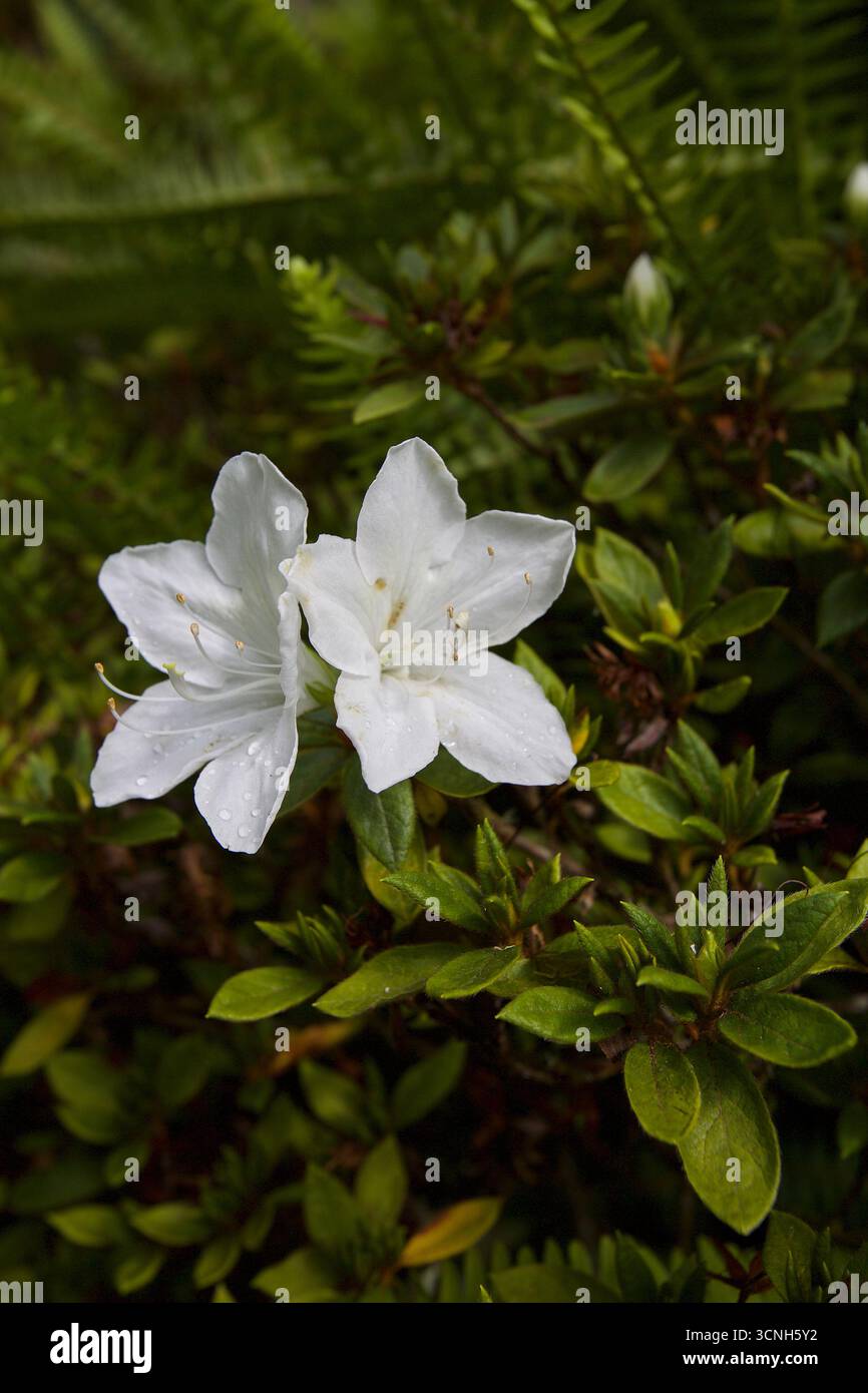 Madeira Island, Nordatlantik Stockfoto