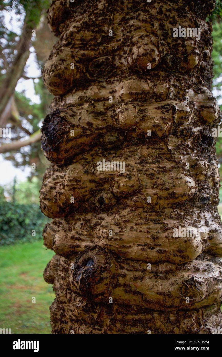 Madeira Island, Nordatlantik Stockfoto