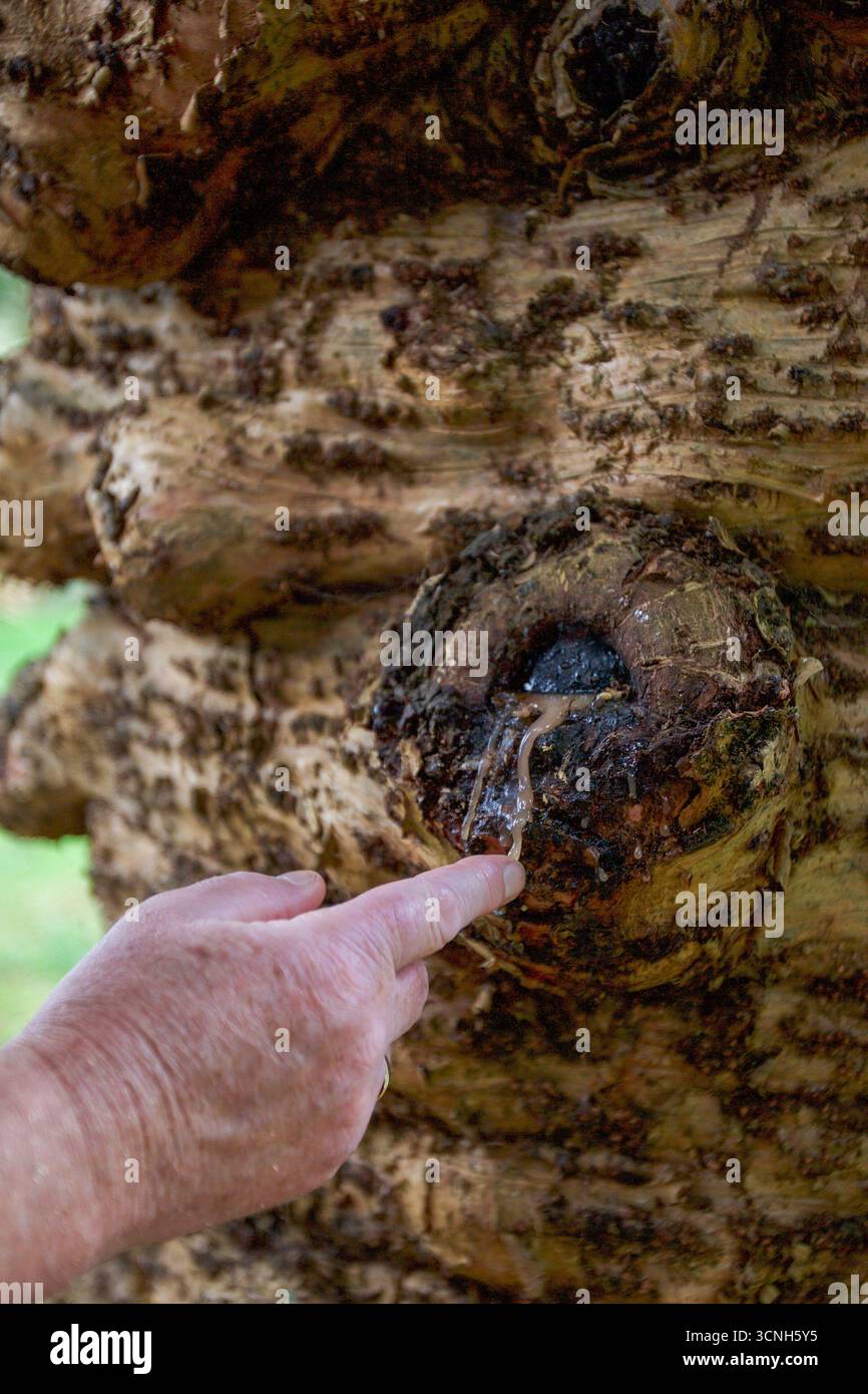 Madeira Island, Nordatlantik Stockfoto