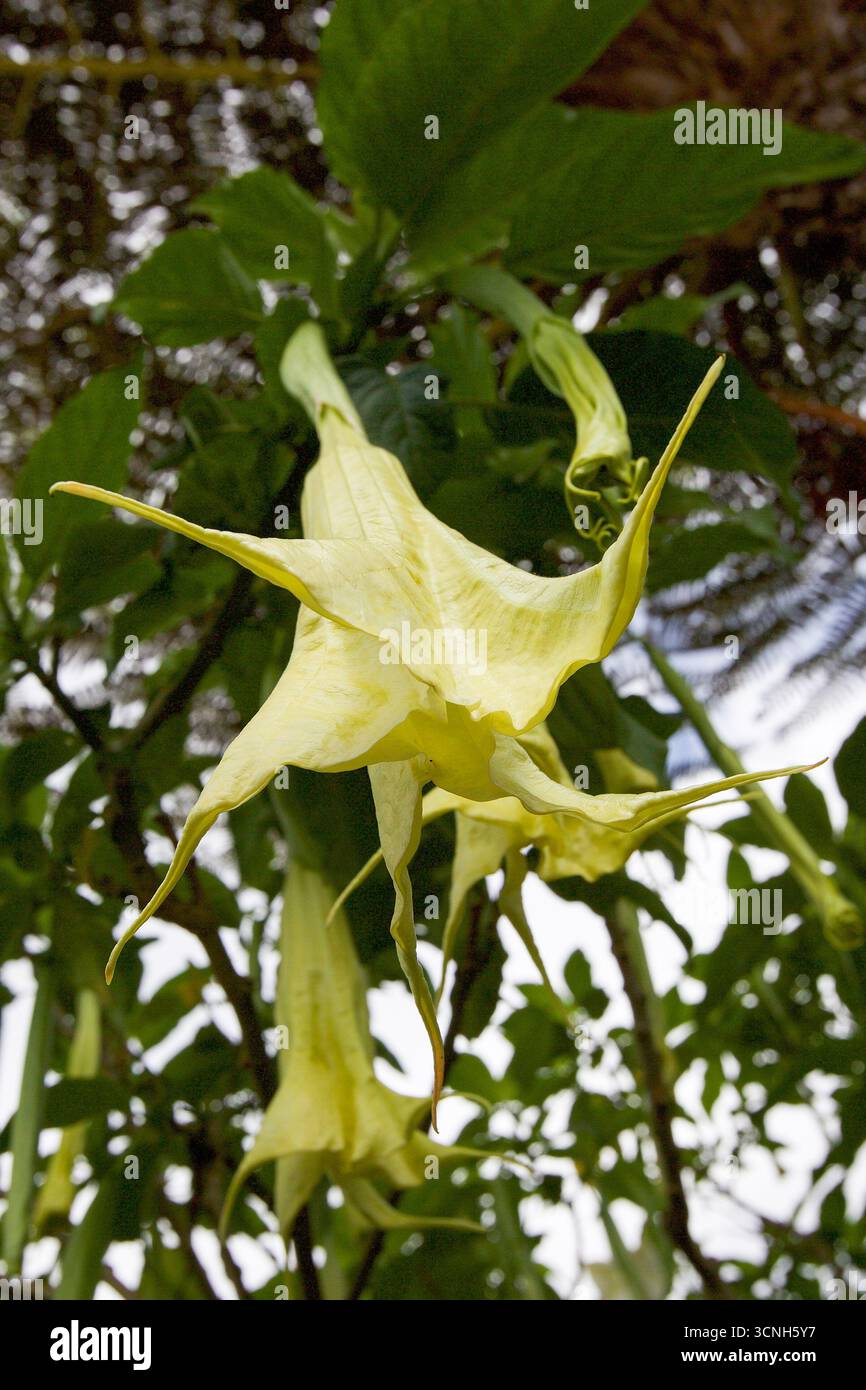 Madeira Island, Nordatlantik Stockfoto