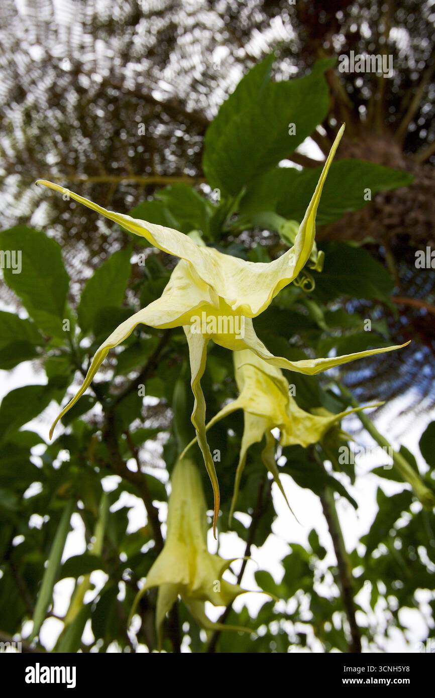 Madeira Island, Nordatlantik Stockfoto
