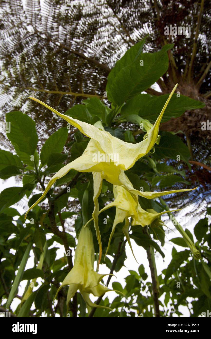 Madeira Island, Nordatlantik Stockfoto