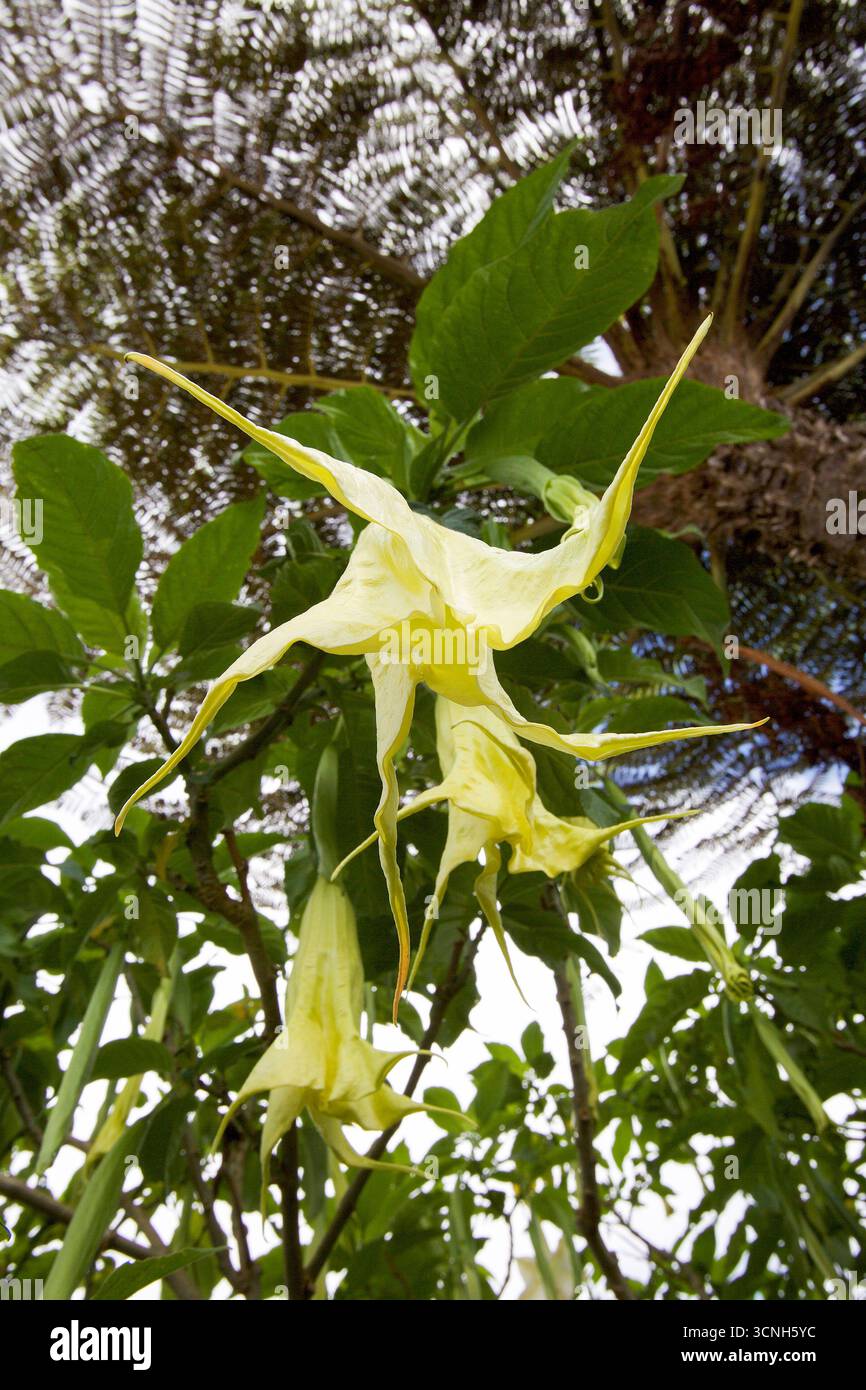 Madeira Island, Nordatlantik Stockfoto