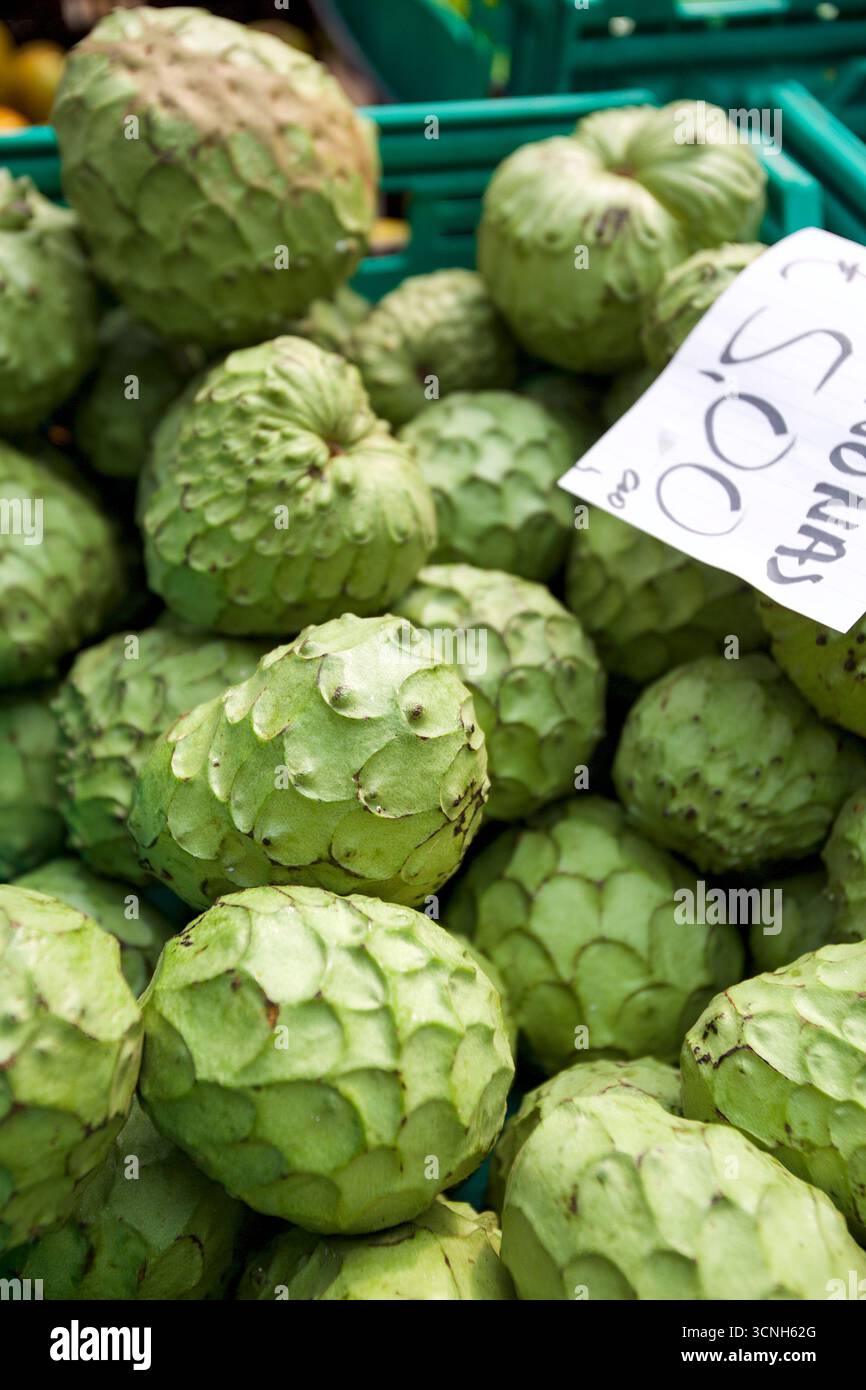 Madeira Island, Nordatlantik Stockfoto