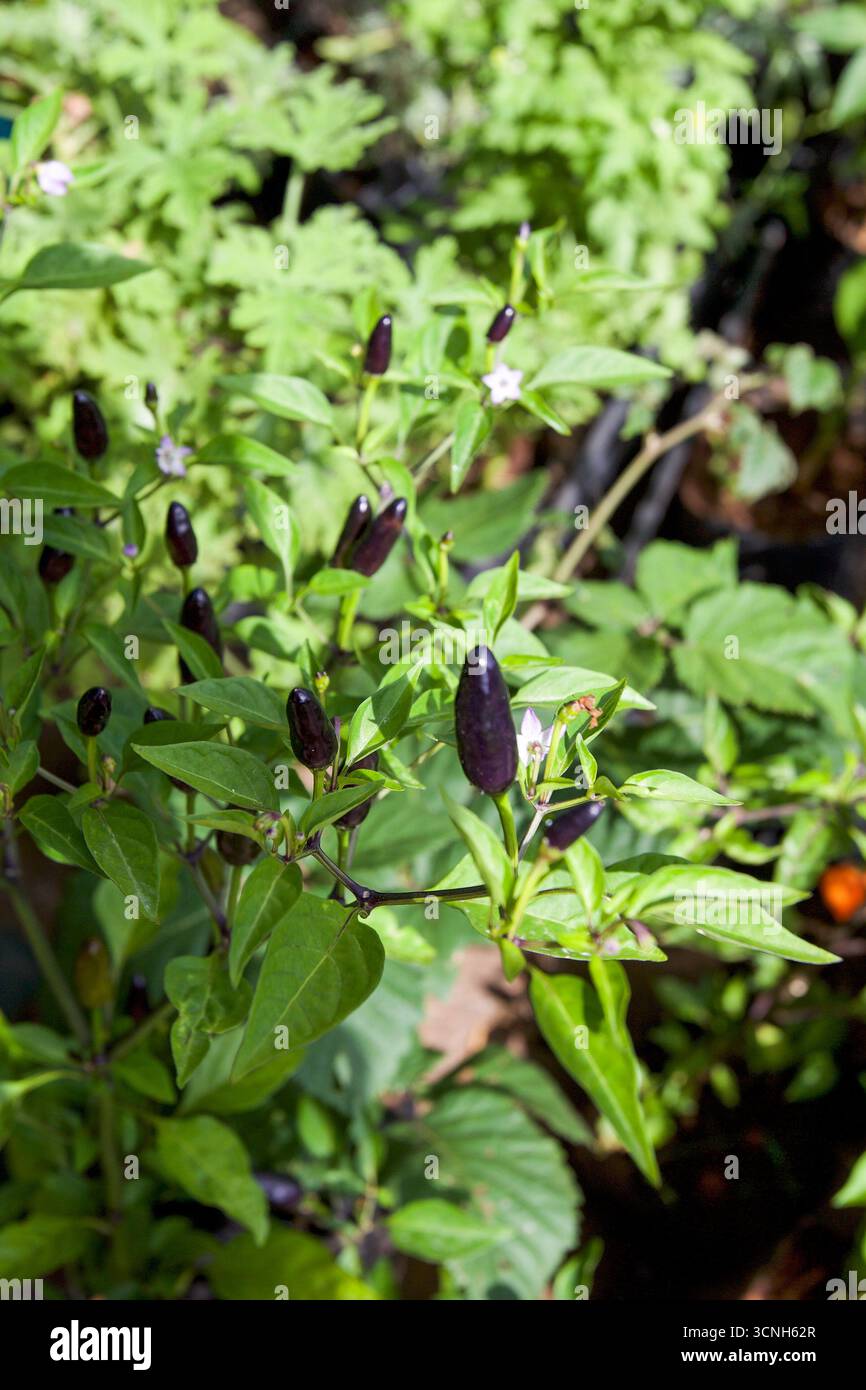 Madeira Island, Nordatlantik Stockfoto
