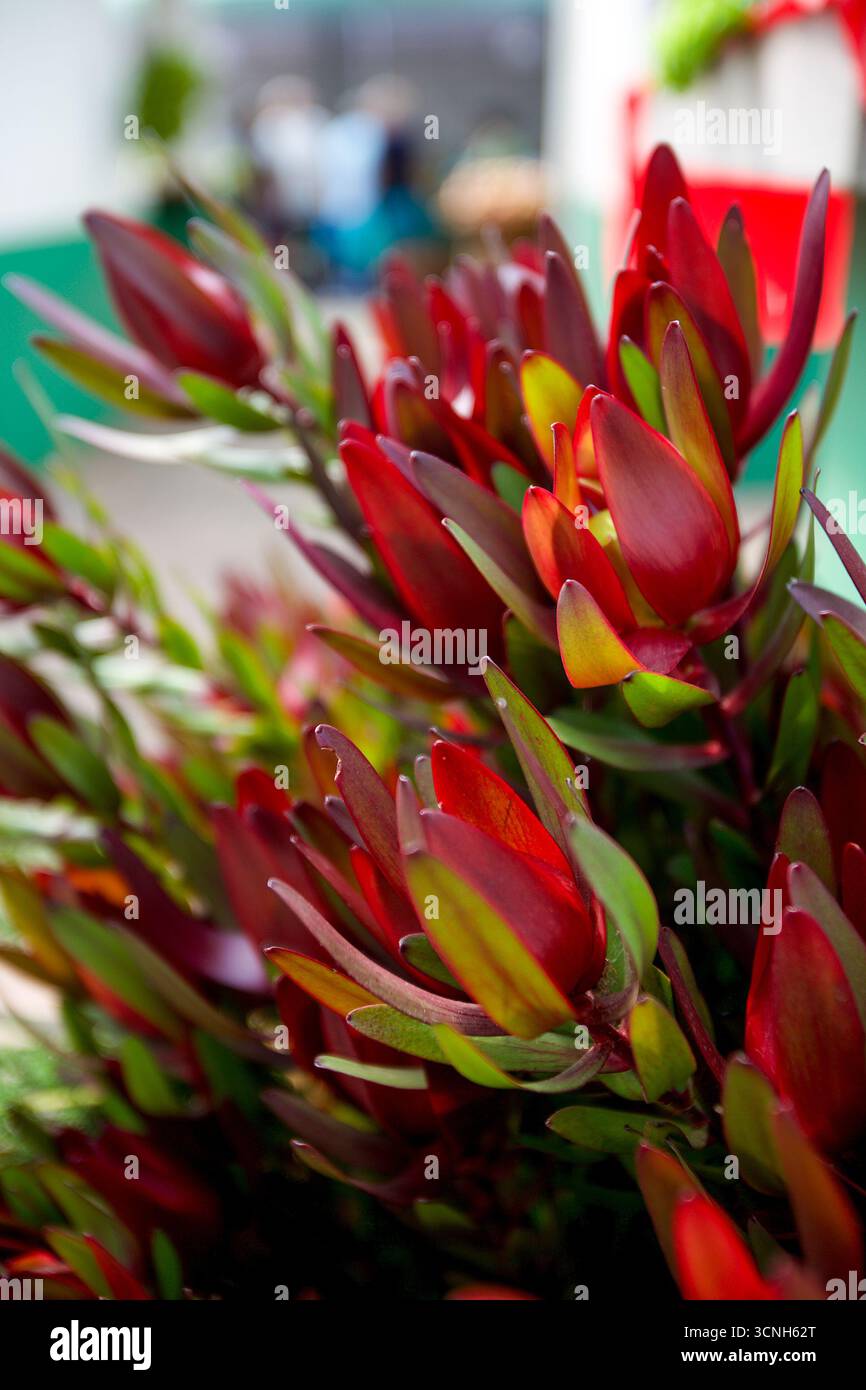 Madeira Island, Nordatlantik Stockfoto