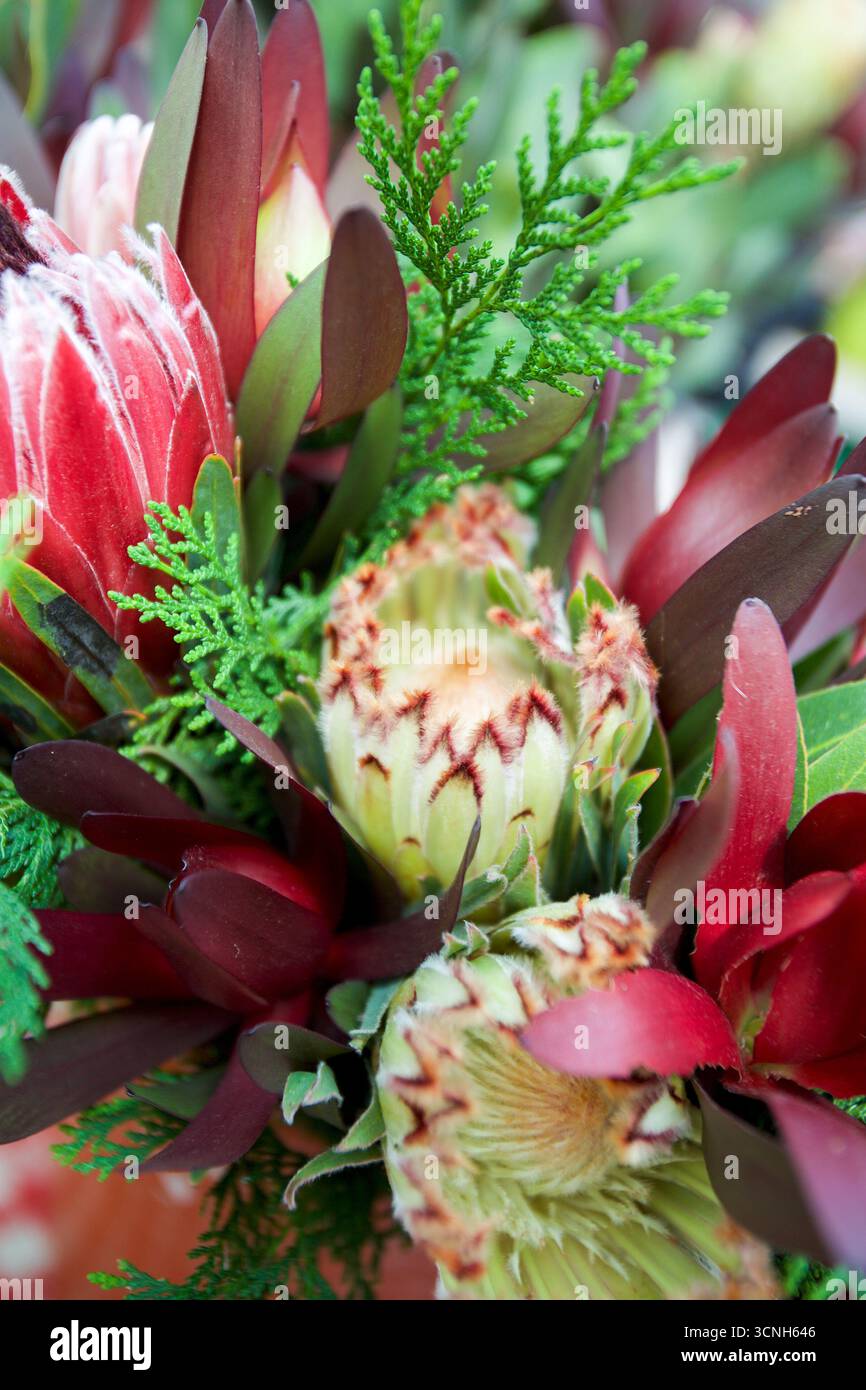 Madeira Island, Nordatlantik Stockfoto