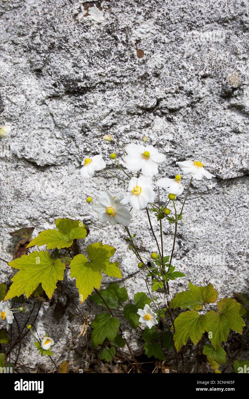 Madeira Island, Nordatlantik Stockfoto