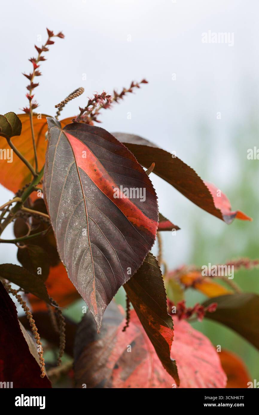 Madeira Island, Nordatlantik Stockfoto