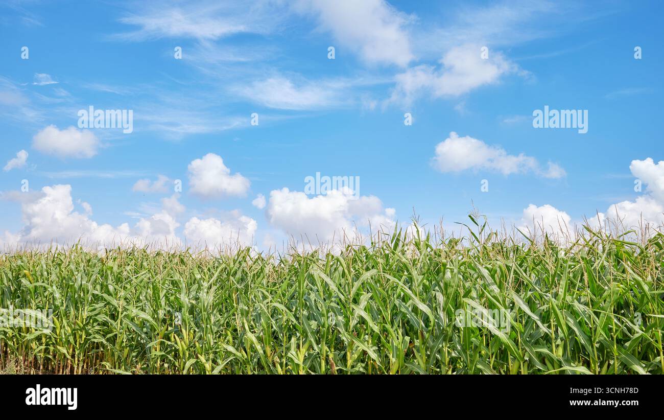 Maisfeld an einem sonnigen Sommertag. Stockfoto